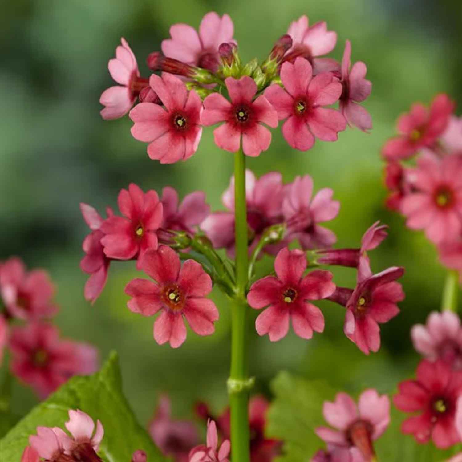 Primula japonica 'Miller's Crimson' P9
