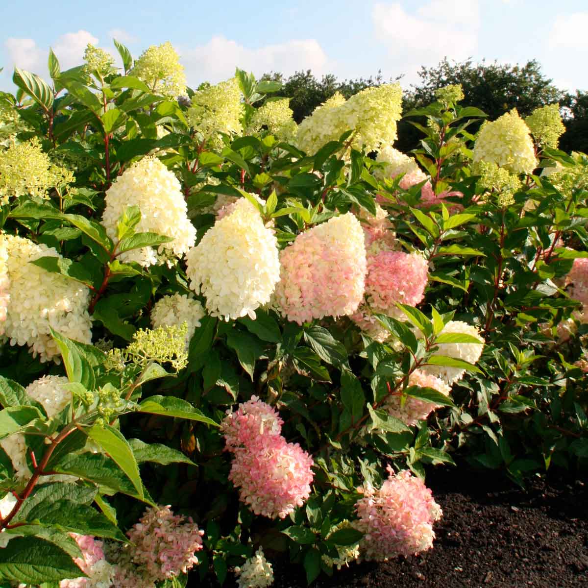 Hydrangea pan. 'Pinkachu' C5