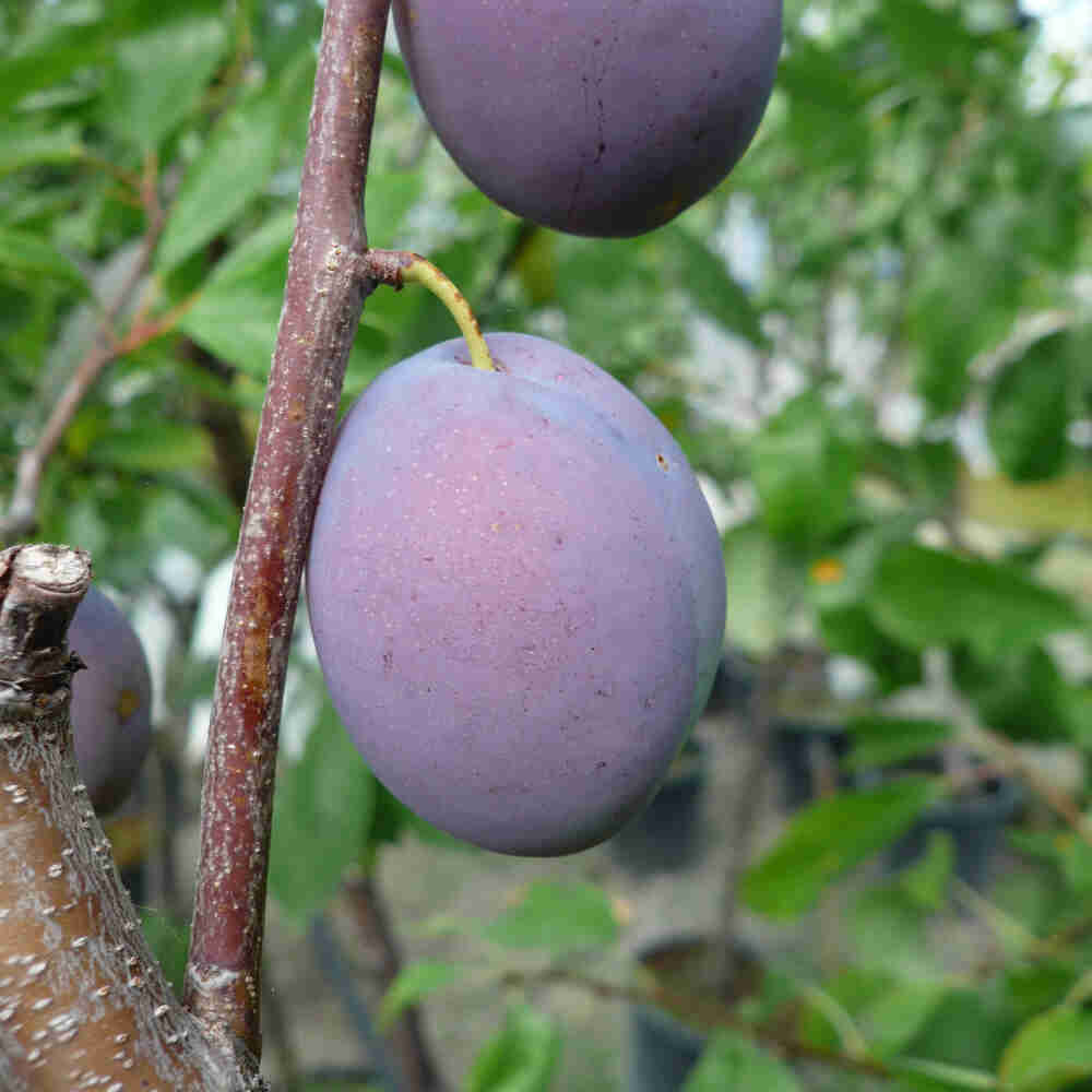 Hanita* Sveske Prunus
