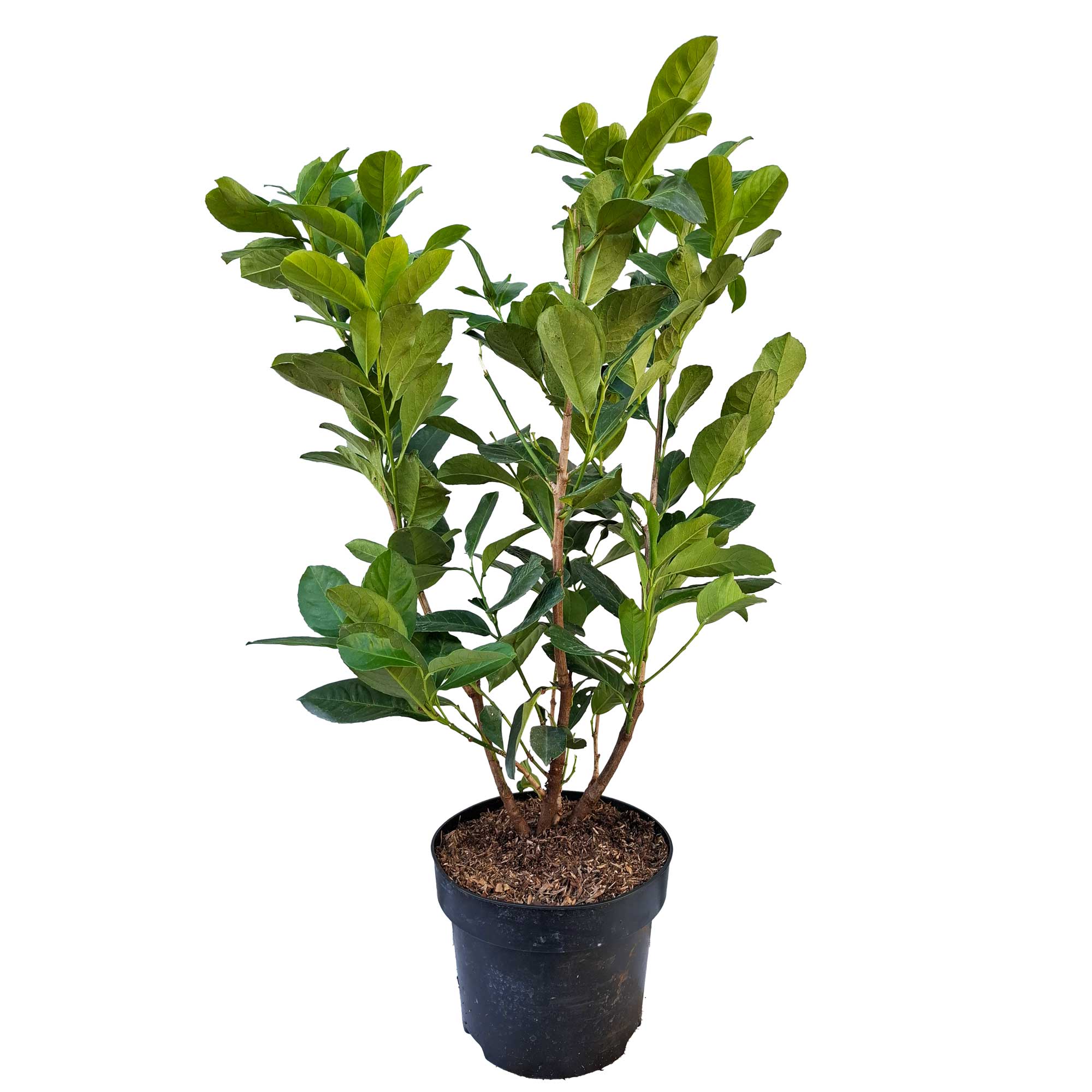 Prunus laur. 'Genolia' 60/80 C5