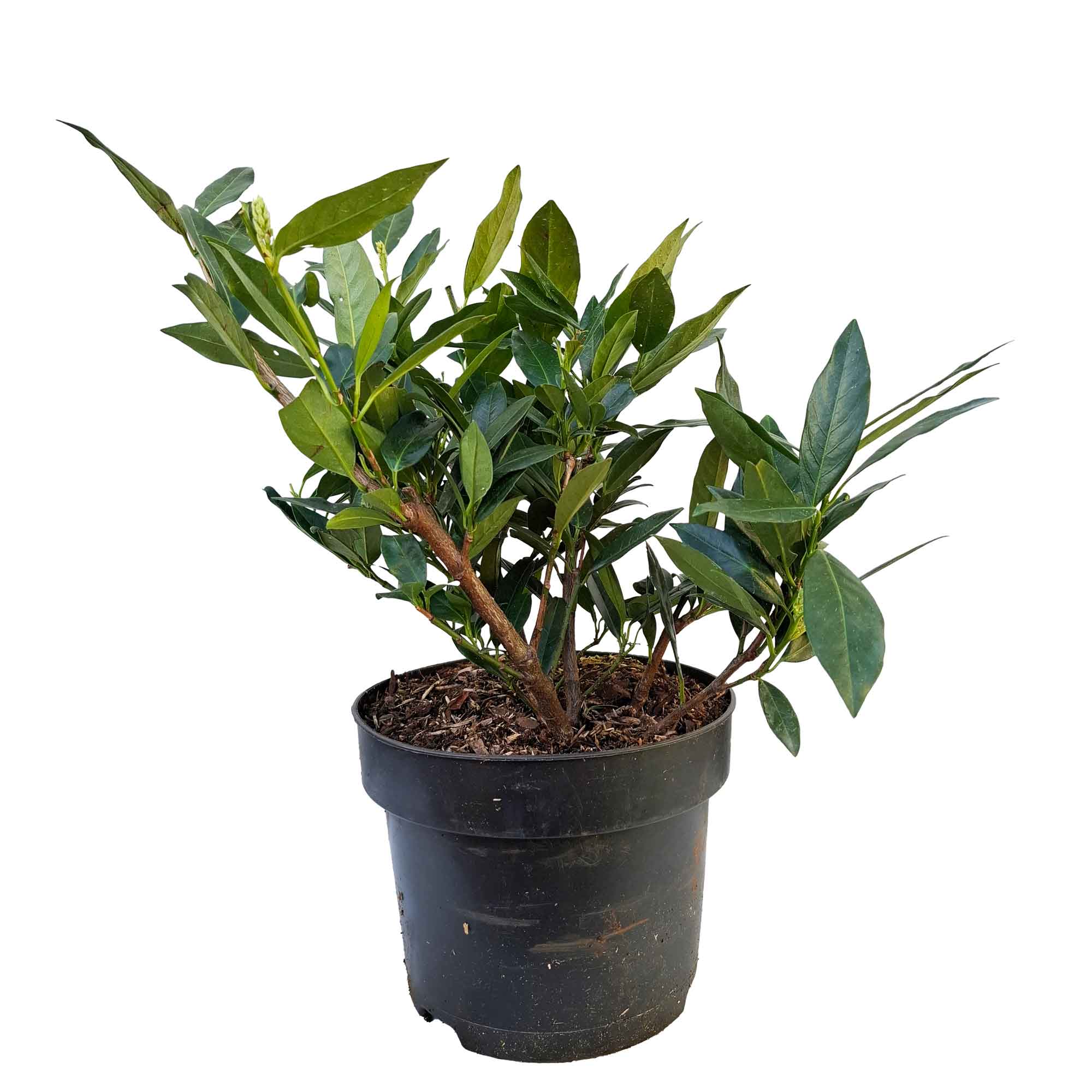 Prunus laur. 'Otto Luyken' 30/40 C5