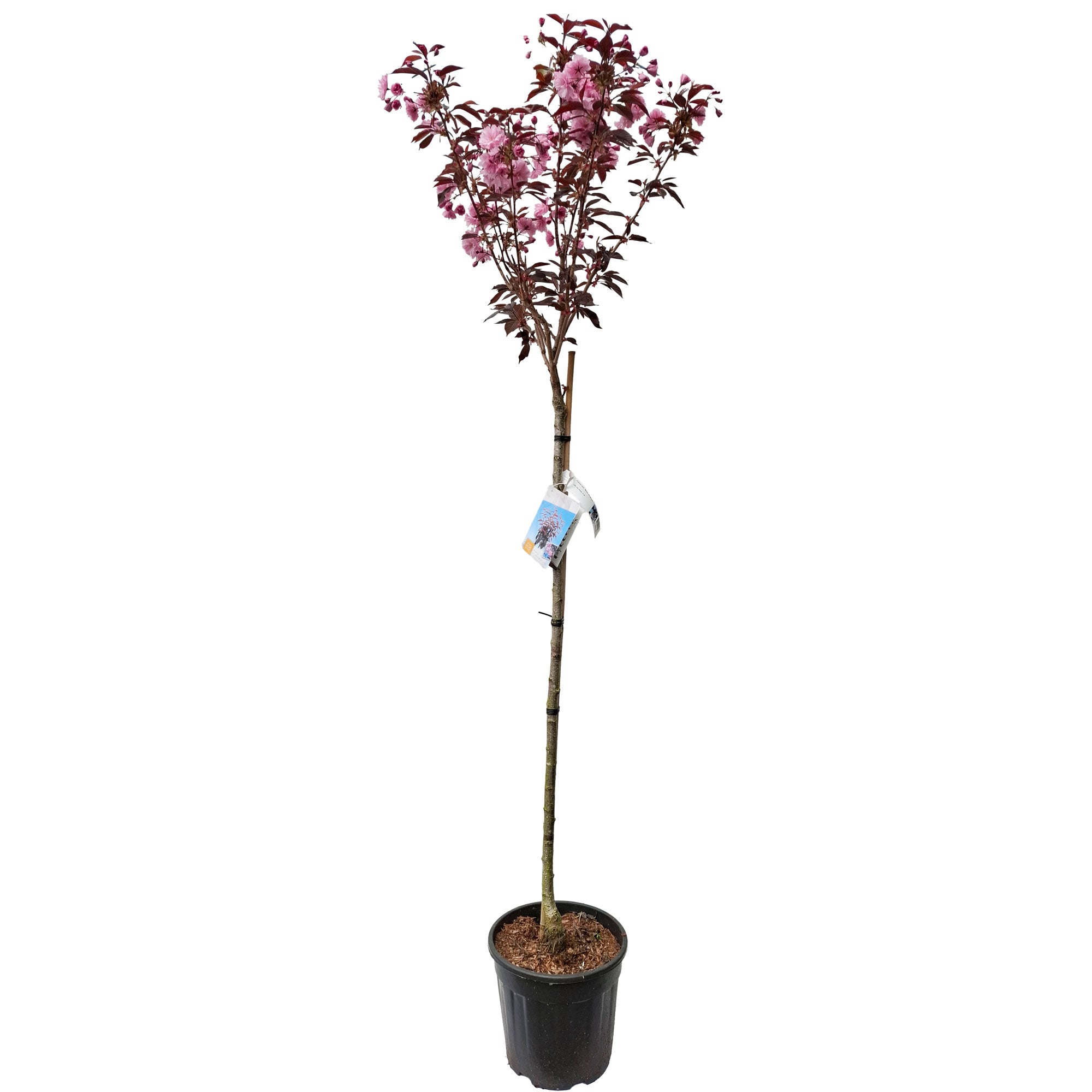 Prunus serr. 'Royal Burgundy' 120 cm stam C18