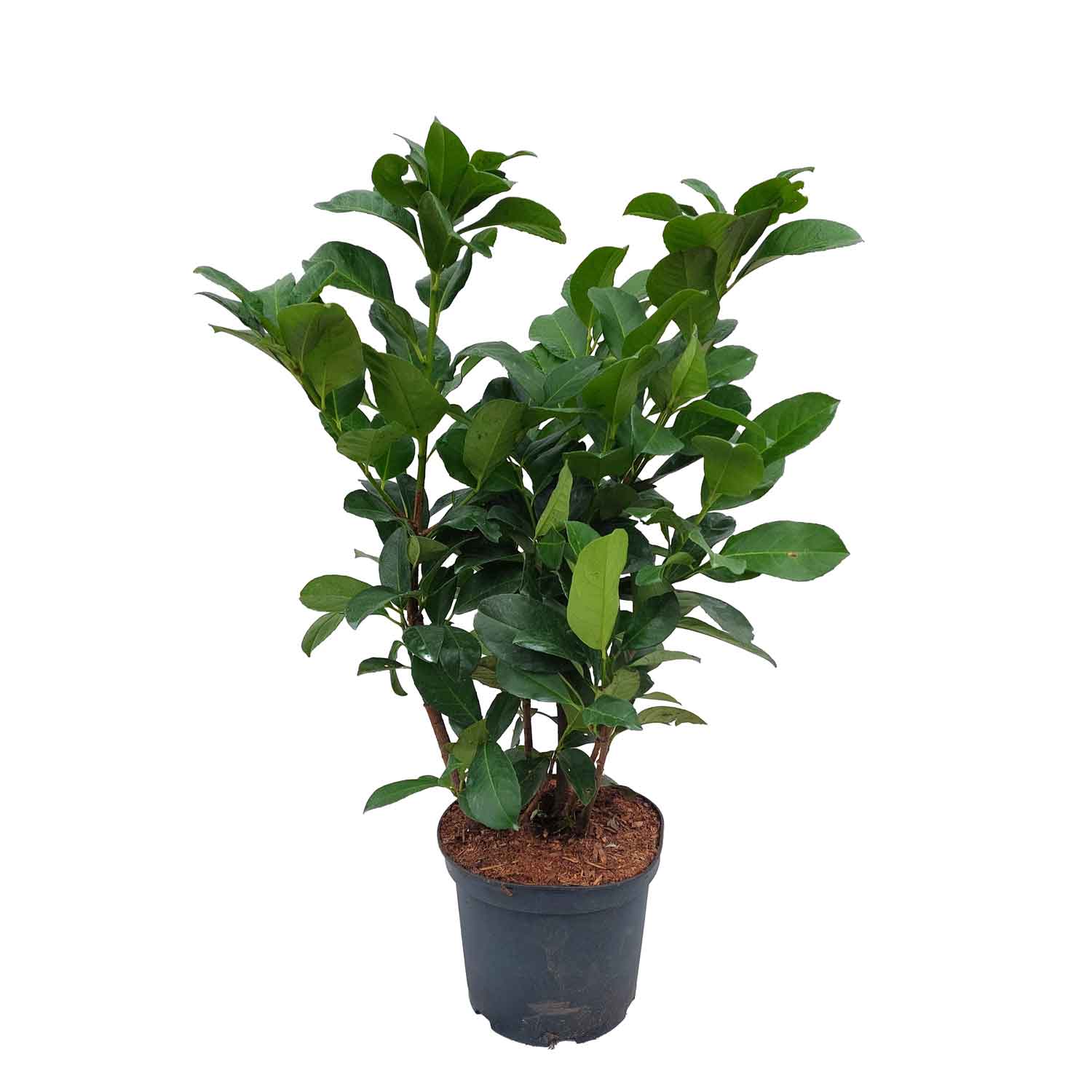 Prunus laur. 'Etna' 50/60 C5