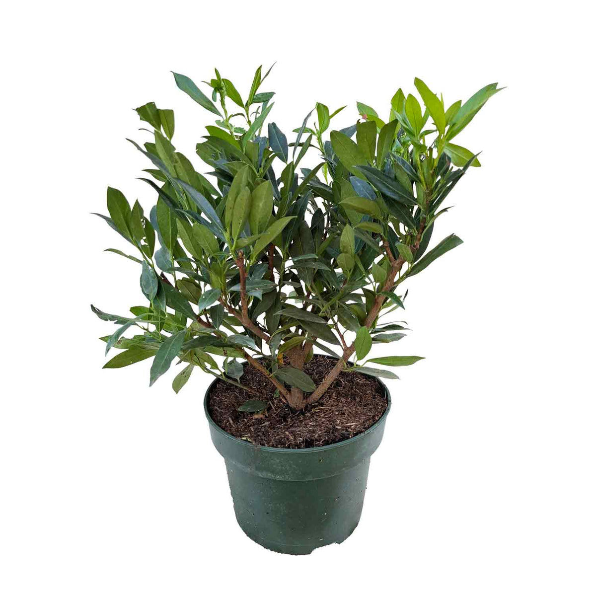 Prunu laurocerasus 'Otto Luyken' 40/50 C5