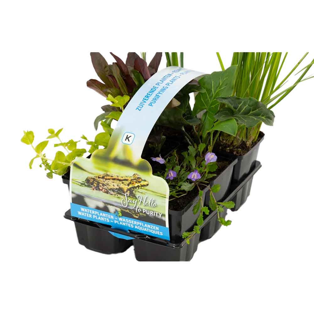 Purifying plants in sixpack