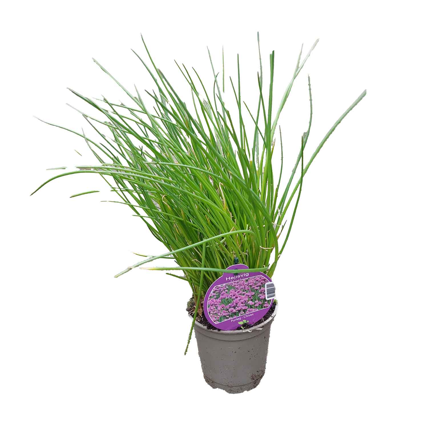 Allium schoe./Purløg