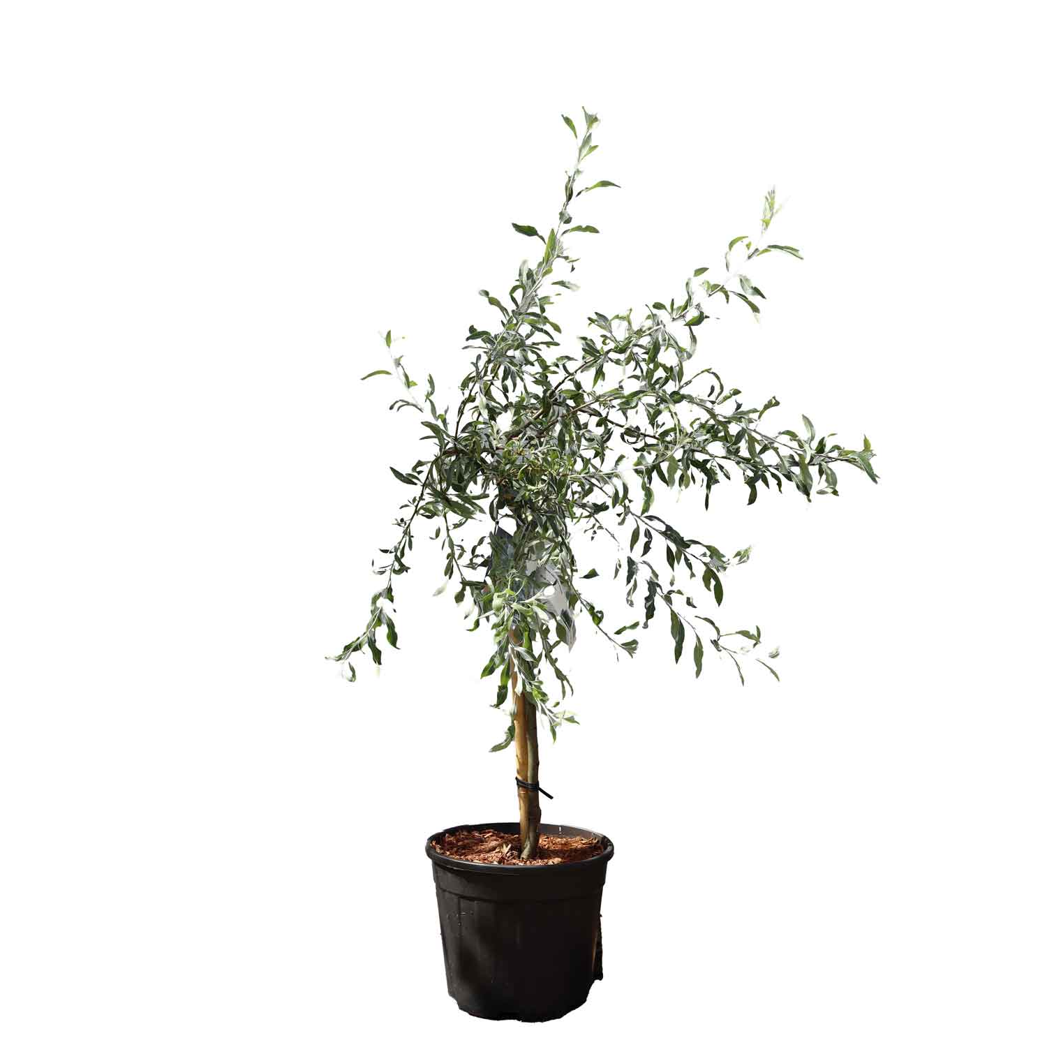 Pyrus salicifolia 'Pendula' 60 cm stam C12