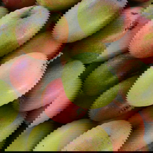 Æbletræ - Malus Cox Queen