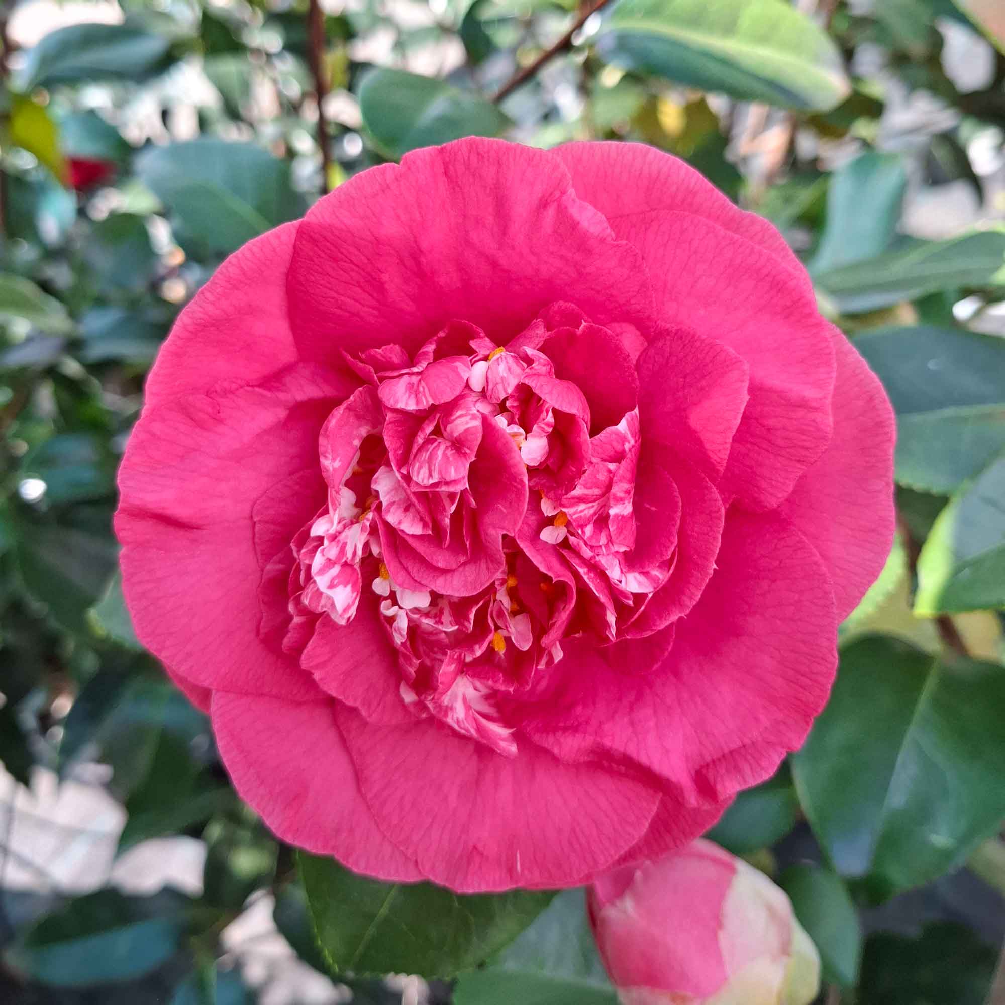 Camellia japonica h. 60 vas 4,5 lt RL Wheeler