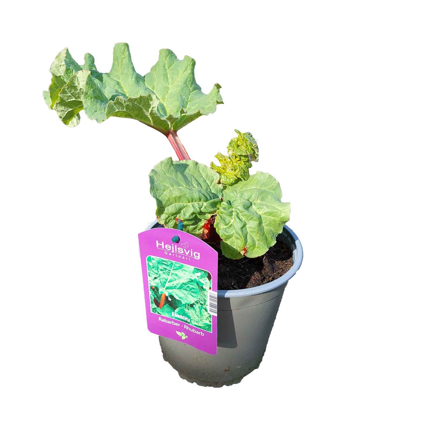 Rheum Rhaponticum 'Elmblitz' 2L