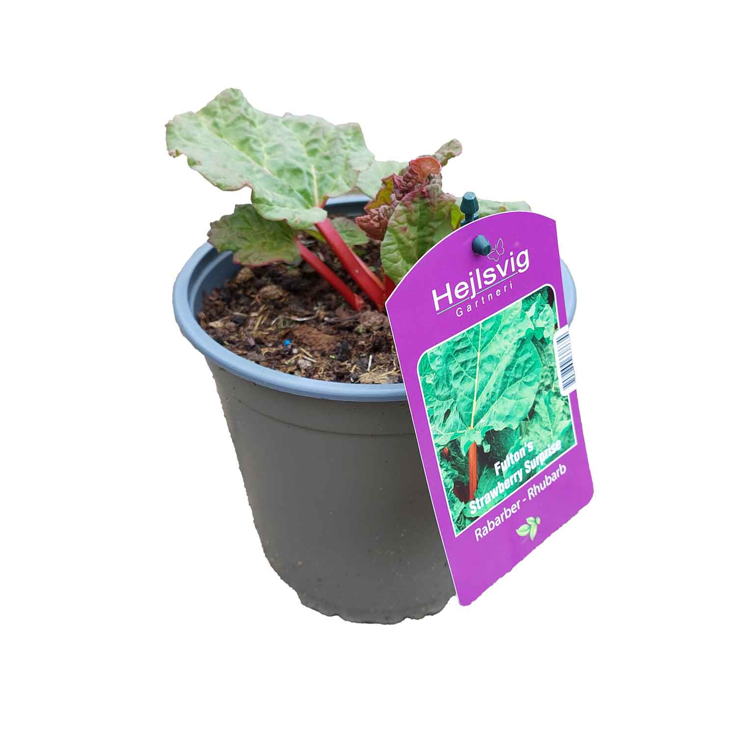 Rabarbaro: Da Usare Anche In Cucina - Foto 3