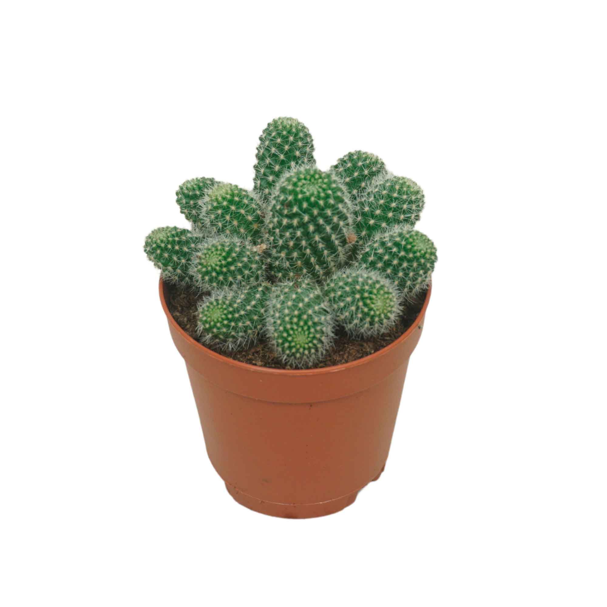 Rebutia muscula 5,5 cm