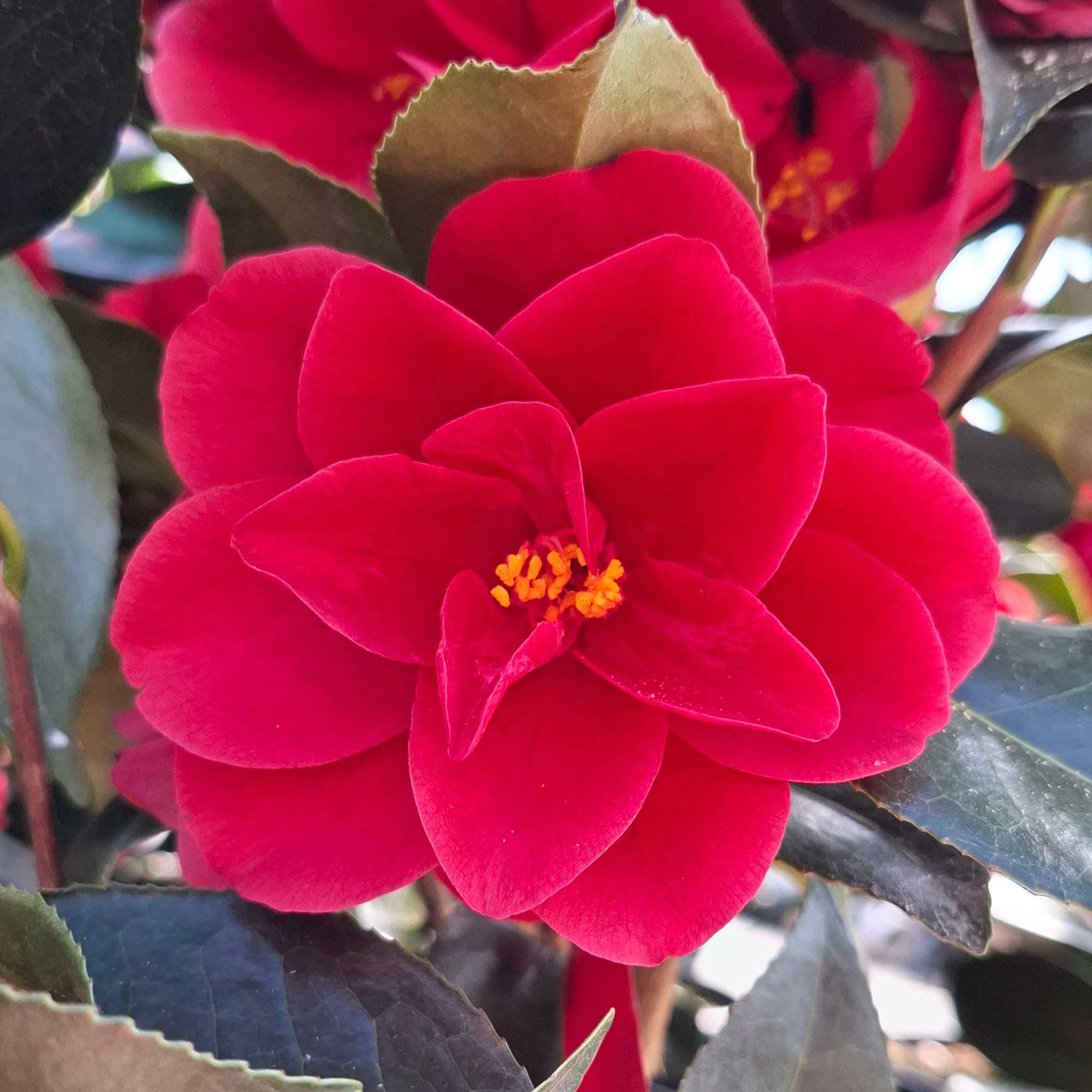Camellia japonica h. 60 vaso 4,5 lt Red Hots