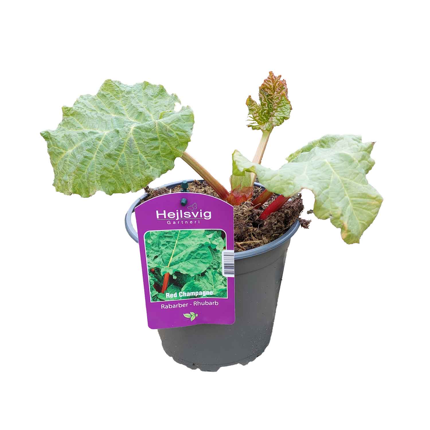 Rheum rhaponticum 'Vinrabarber 2L