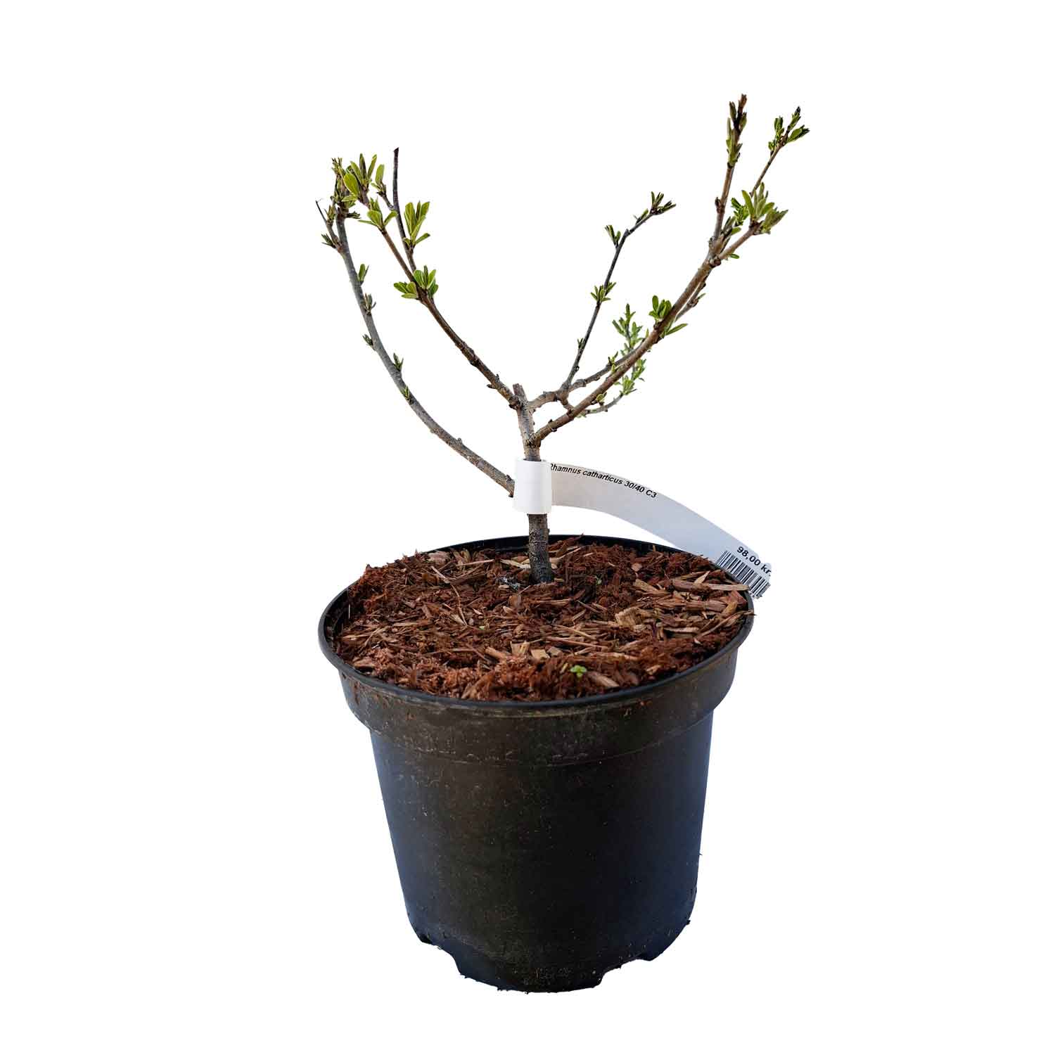 Rhamnus catharticus 30/40 C3