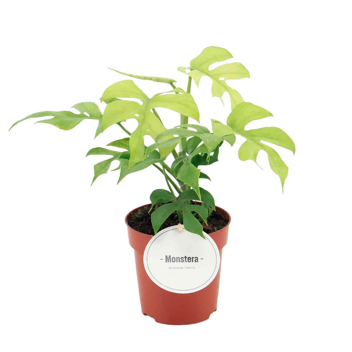 Rhaphidophora tetrasperma Goldrush 12cm