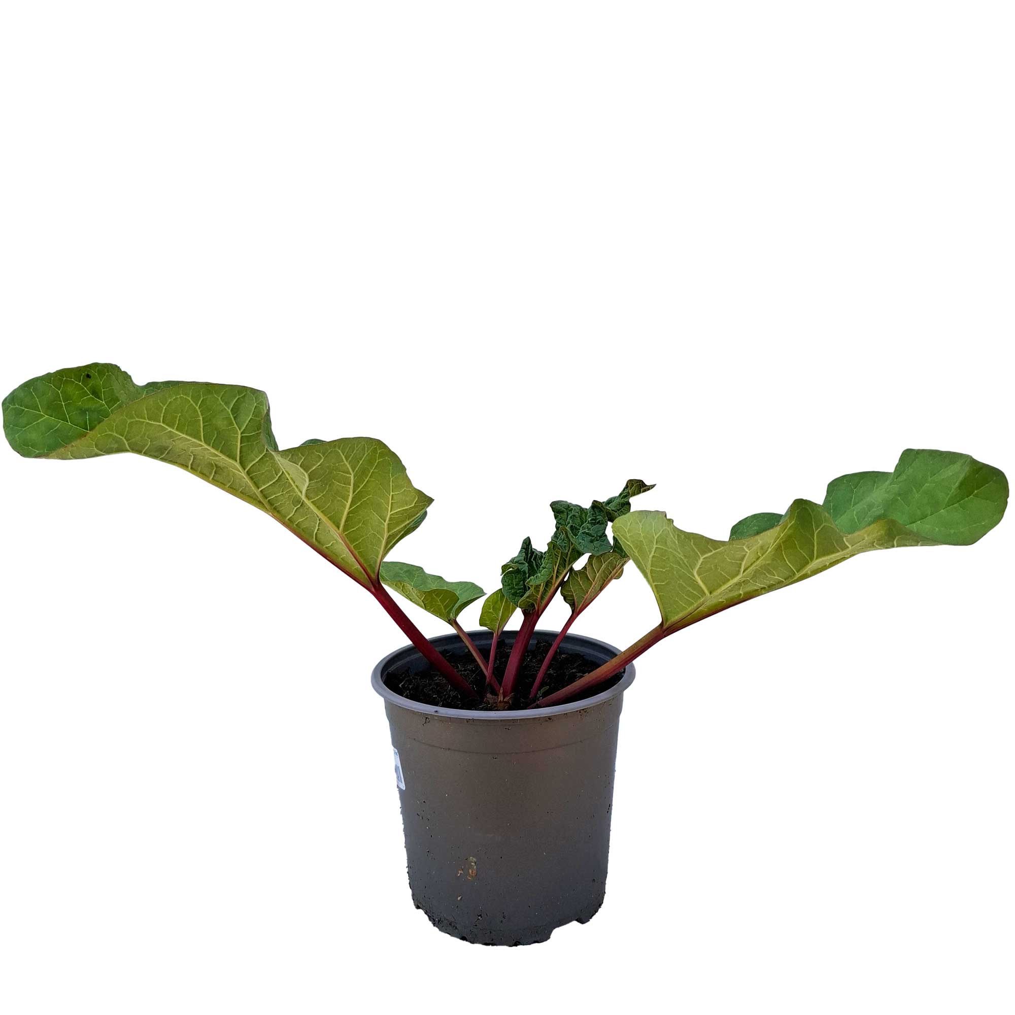 Rheum 'Canada Red' 2.3L pot