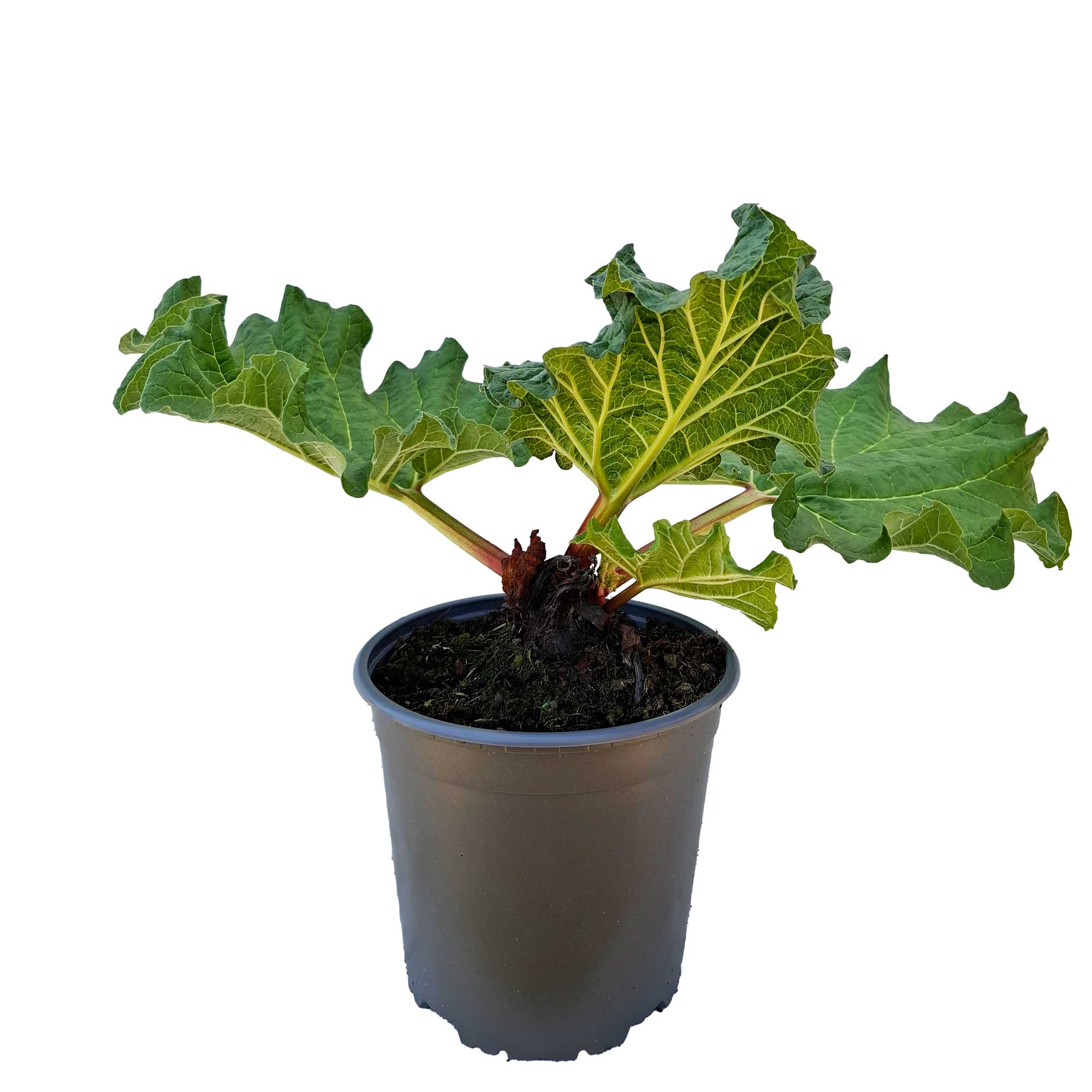Strawberry rhubarb - Rheum 'Frambozen' C2,3