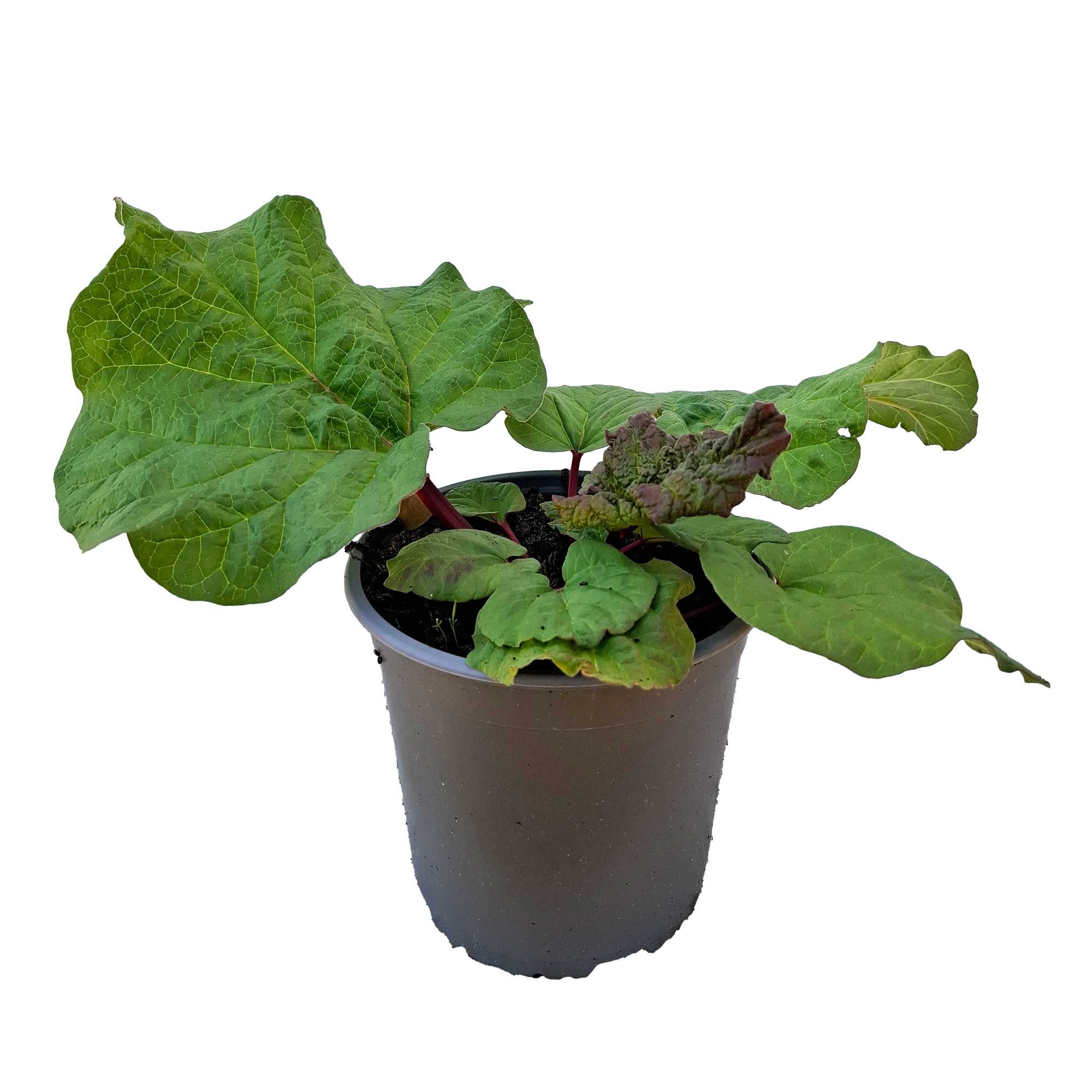 Rheum 'Fulton's Strawberry Surprise' 2.3L/17cm cm