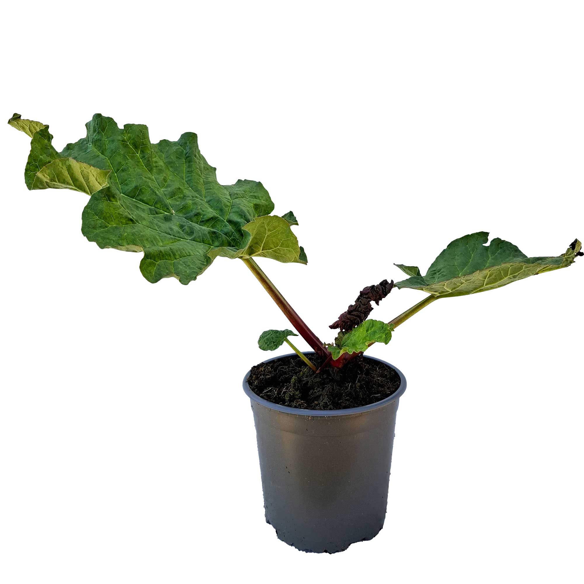 Rheum 'Timperley Early' 2.3L/17cm cm