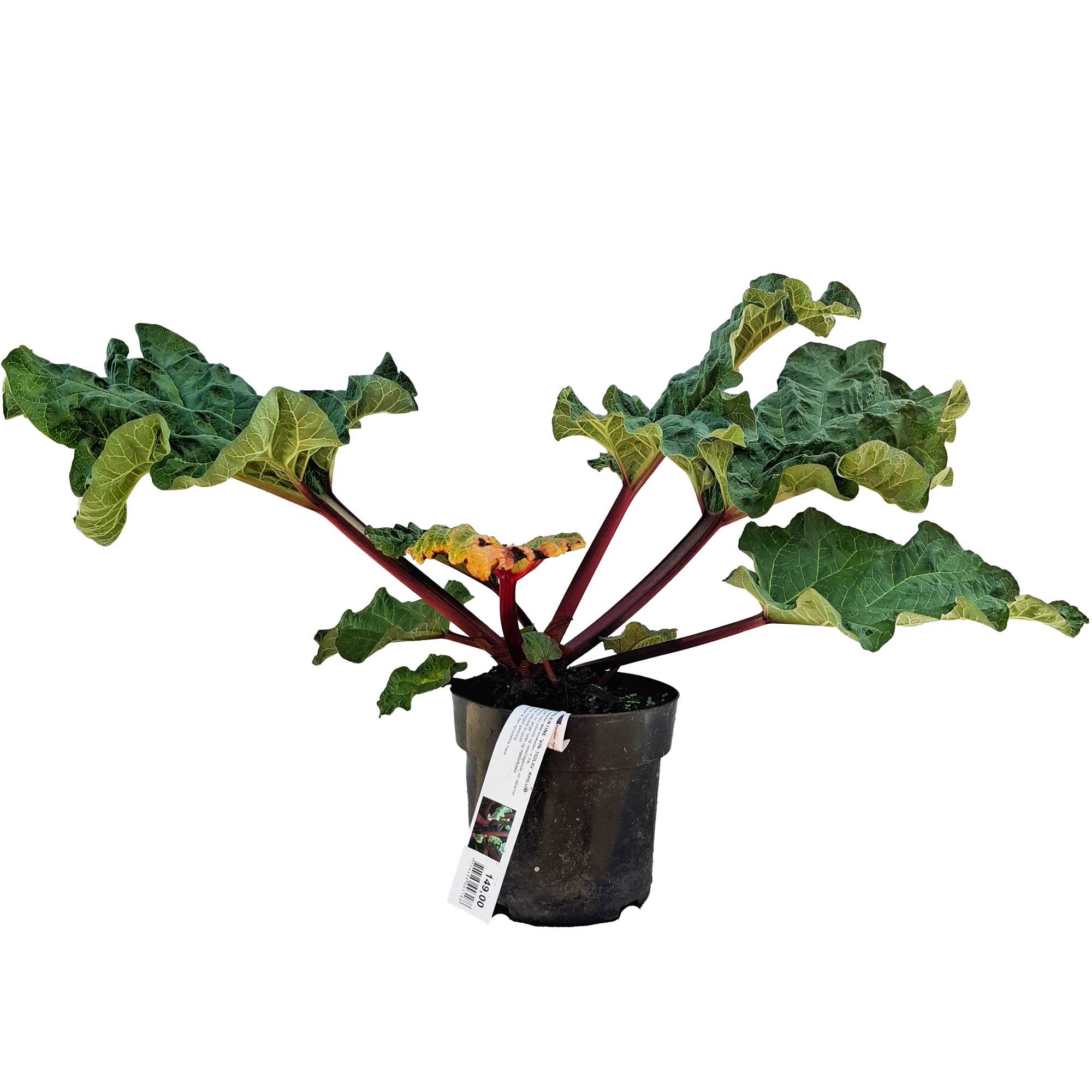 Valentine 'Vine-Early' Rheum Rhabarbarum IC 3.5L