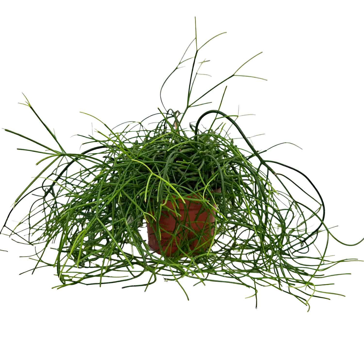 Rhipsalis baccifera 'Oasis' 10.5cm
