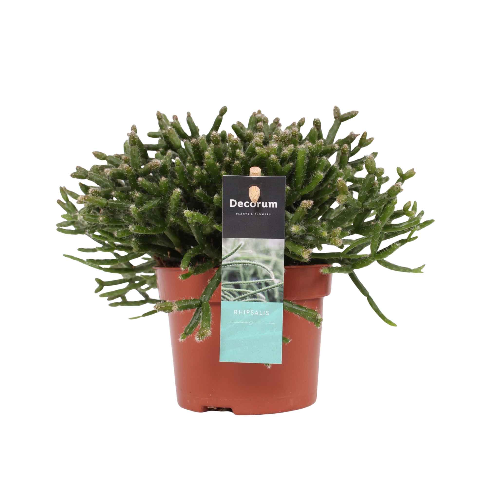 Rhipsalis burchellii 10,5cm