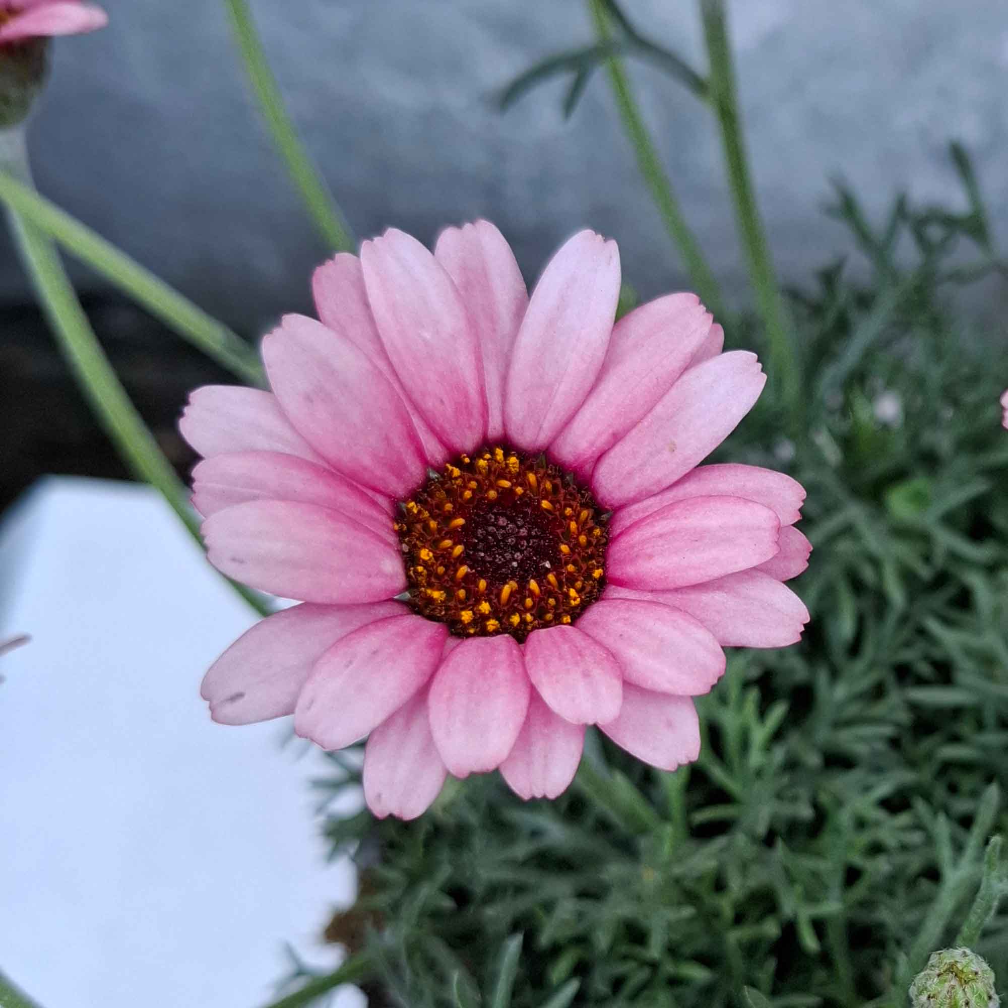 Rhodanthemum Bush D14