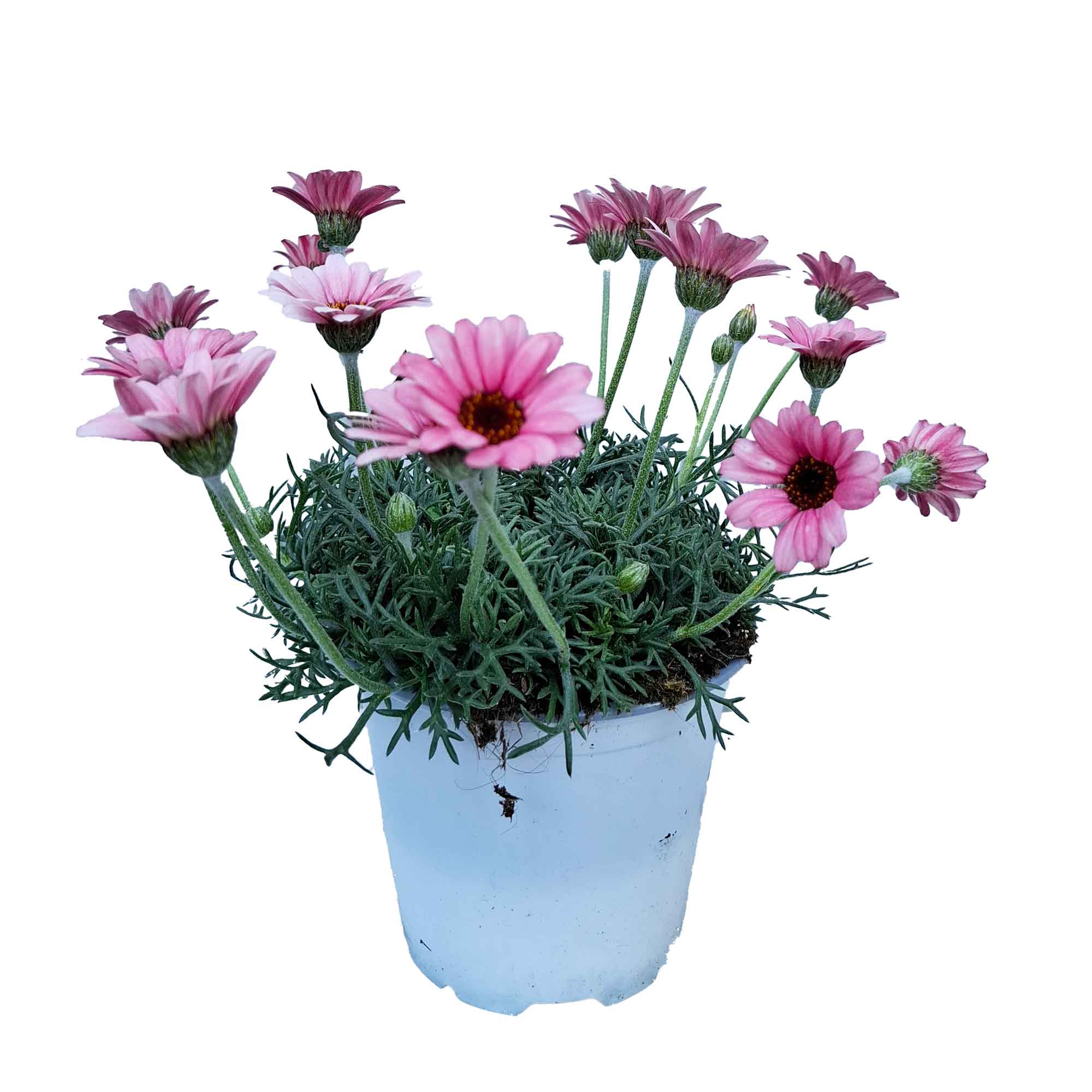 Rhodanthemum Bush D14