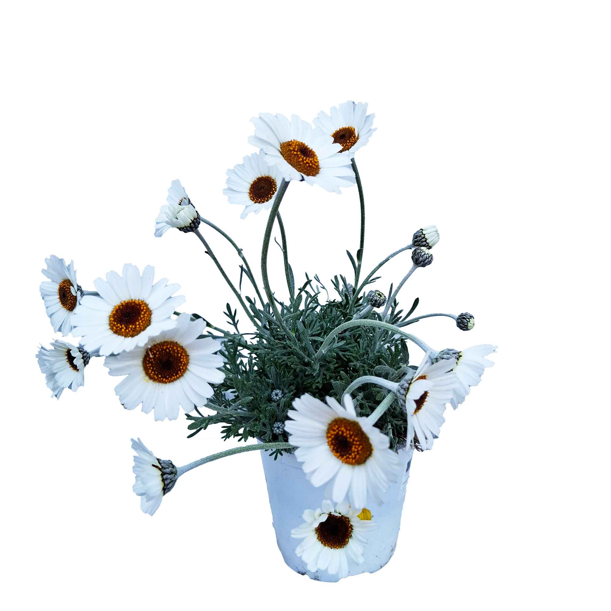 Rhodanthemum Bush D14