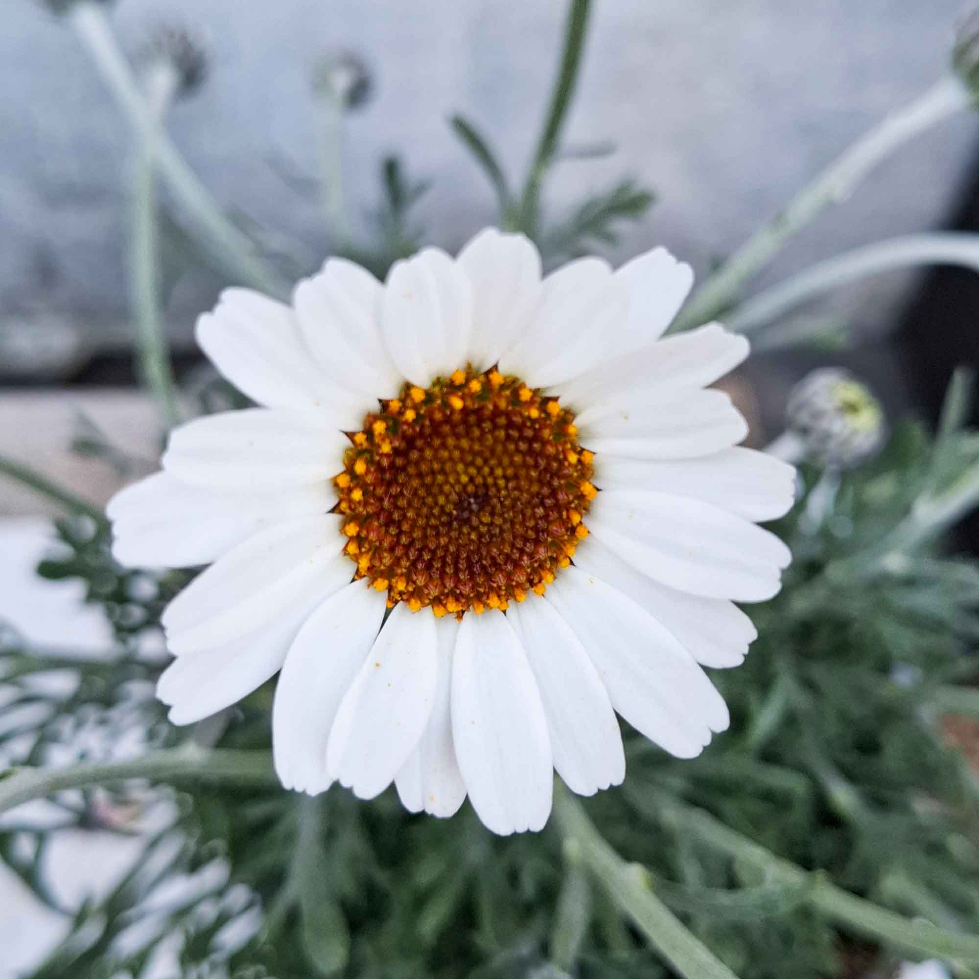 Rhodanthemum Bush D14