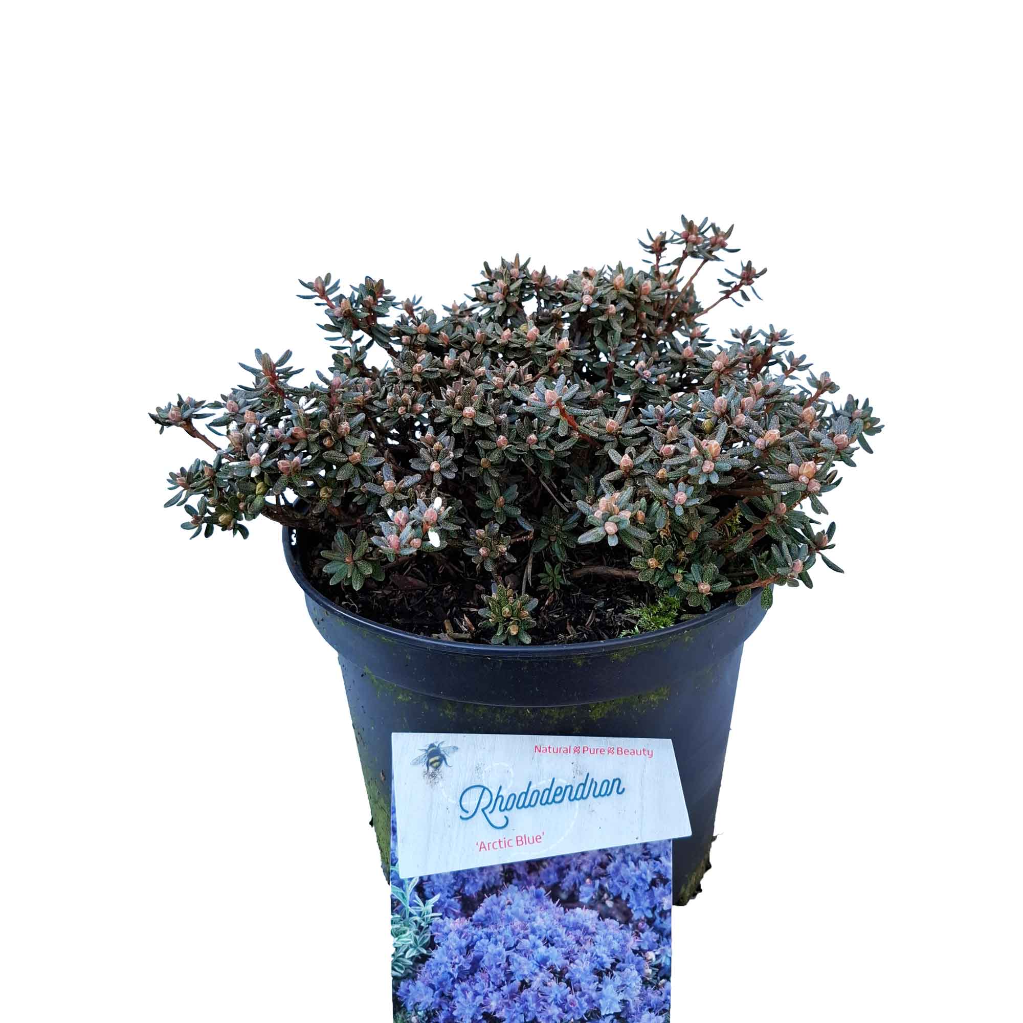 Rhododendron 'Arctic Blue' 30/- C5
