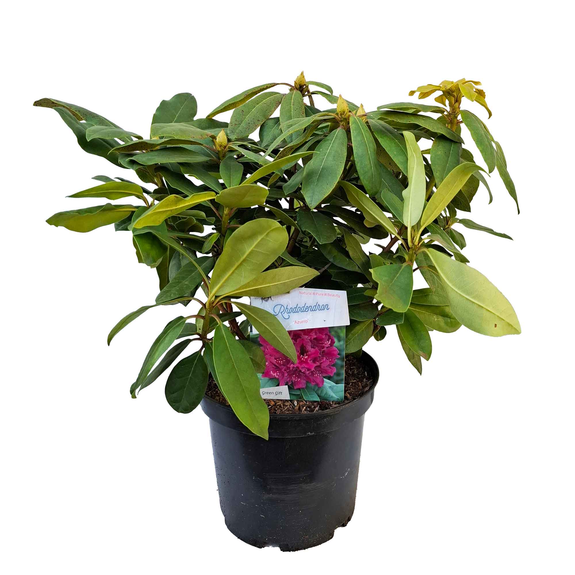 Rhododendron 'Azurro' 30/40 C5