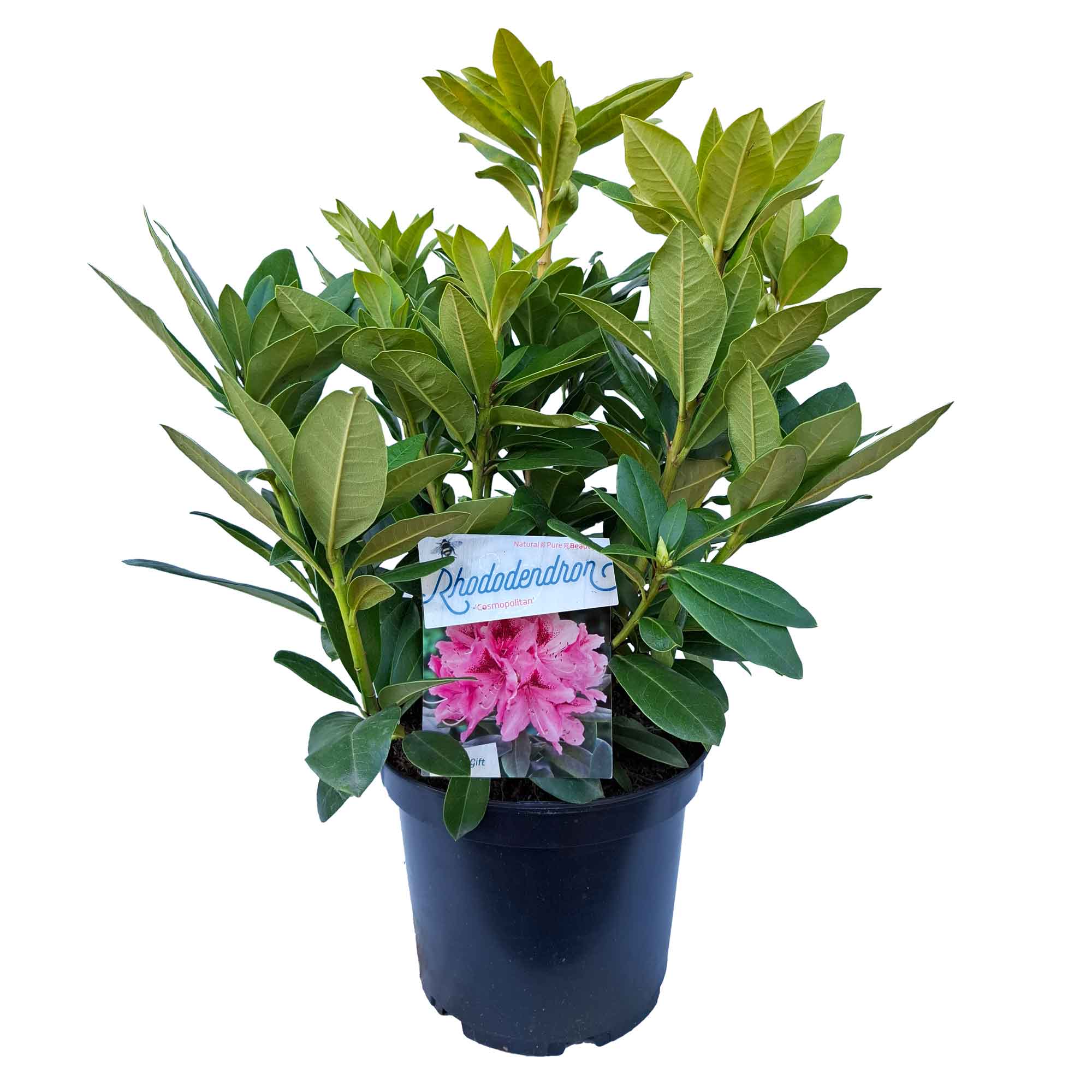 Rhododendron 'Cosmopolitan' 30/40 C5