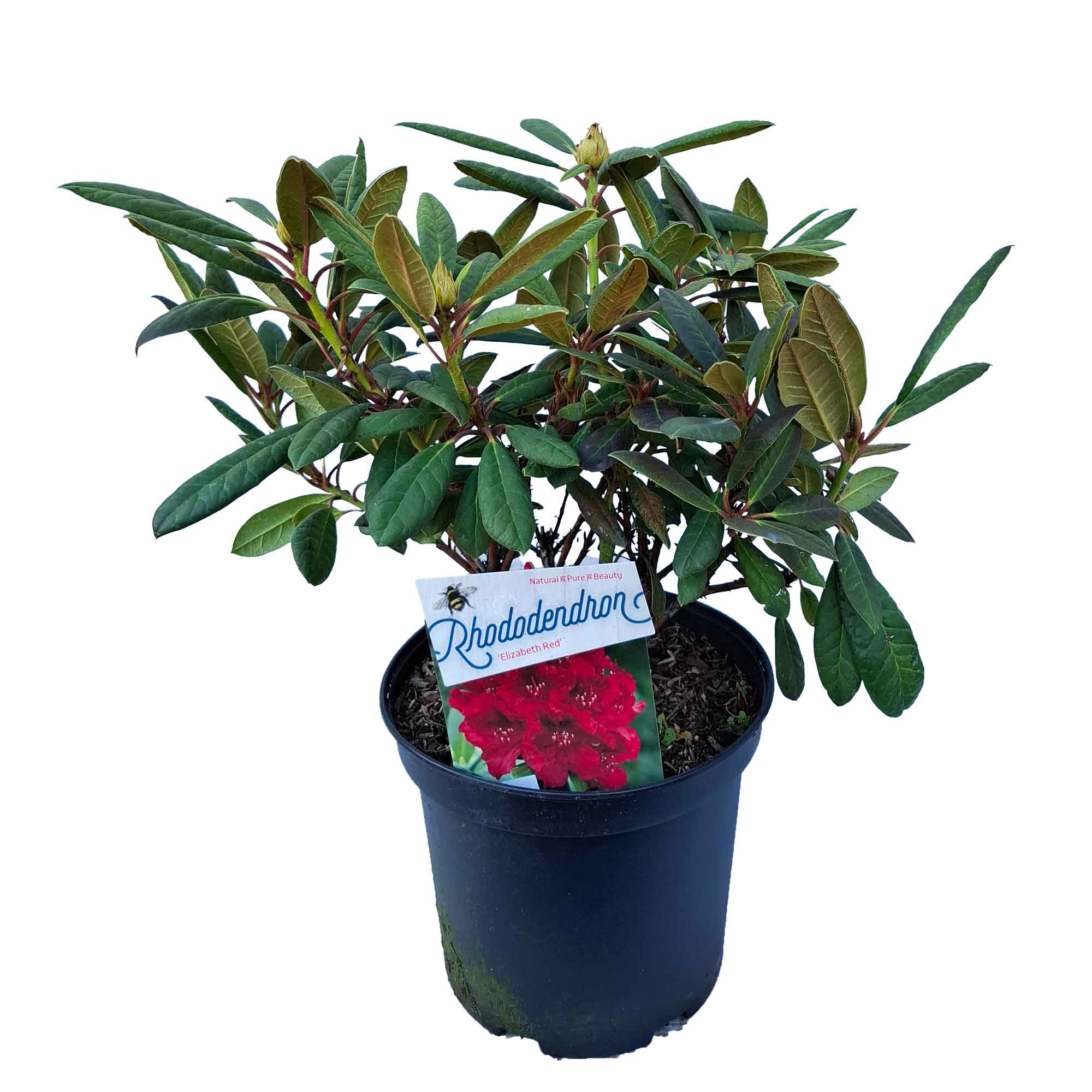 Rhododendron 'Elizabeth Red Foliage' 30/40 C5