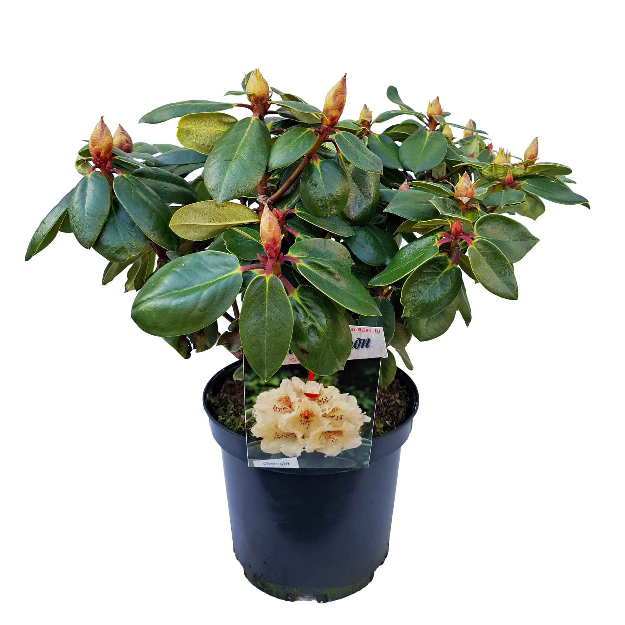 Rhododendron 'Dr. Rieger' 30/40 C5