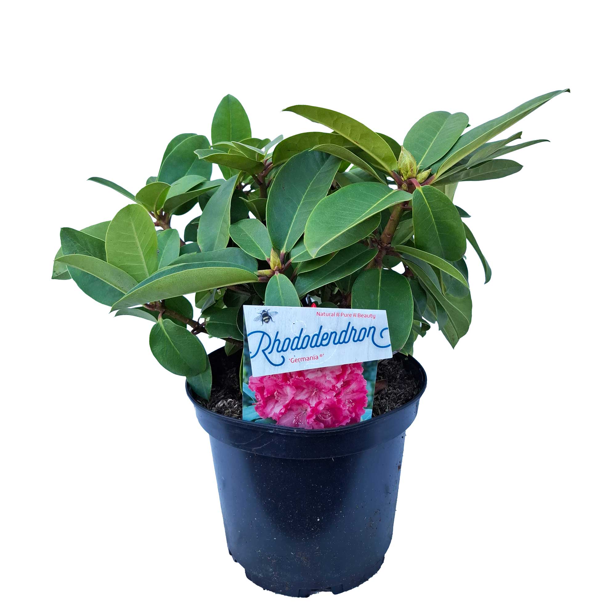 Rhododendron 'Germania' 30/40 C5