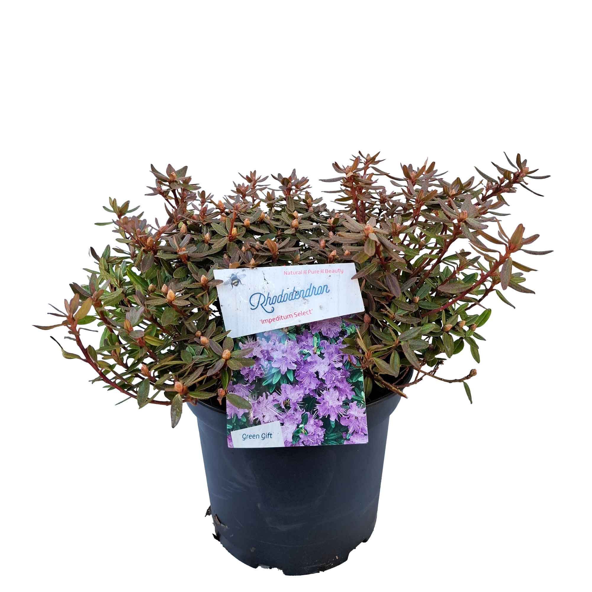 Rhododendron 'Impeditum Select' 30/- C5