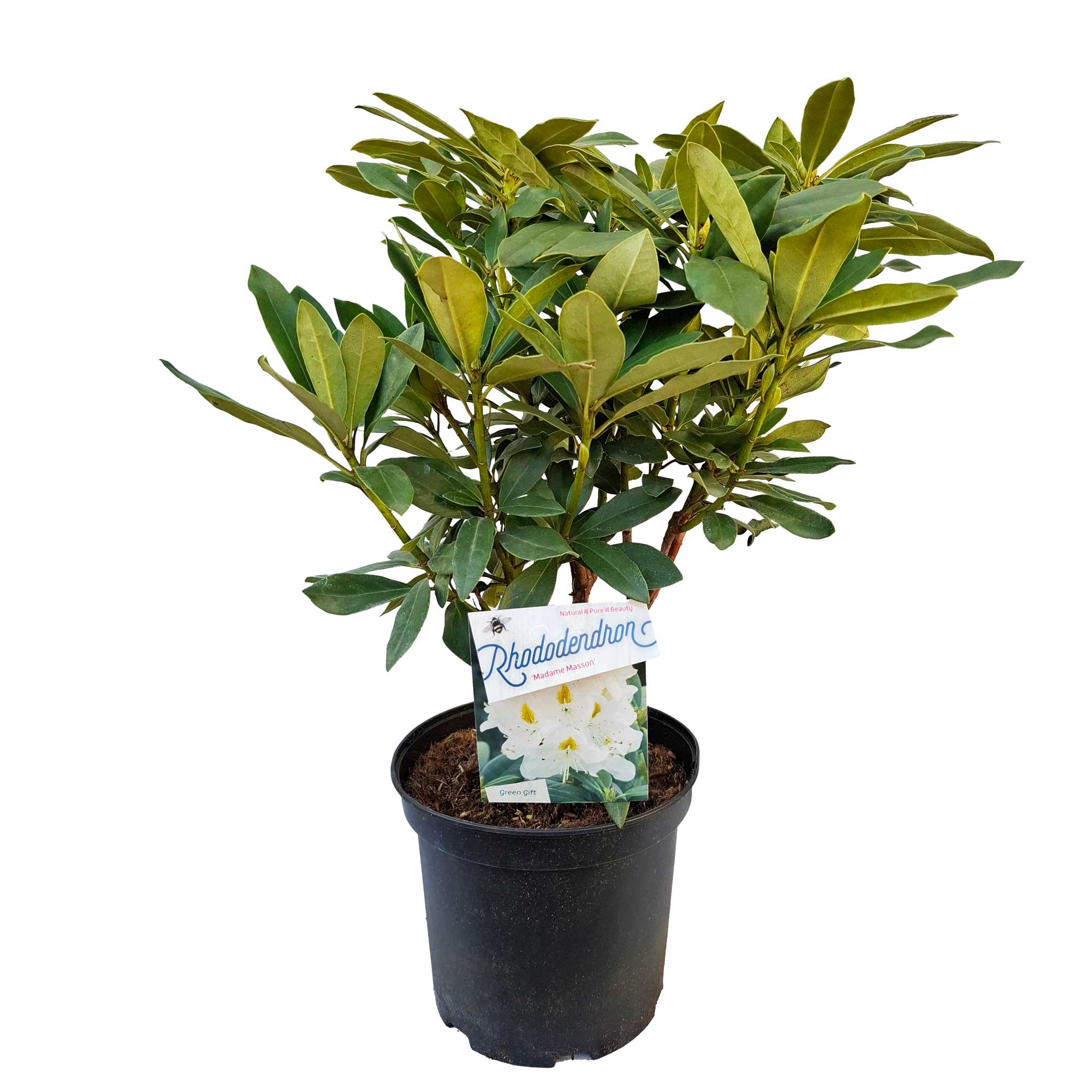 Rhododendron 'Madame Masson' 30/40 C5