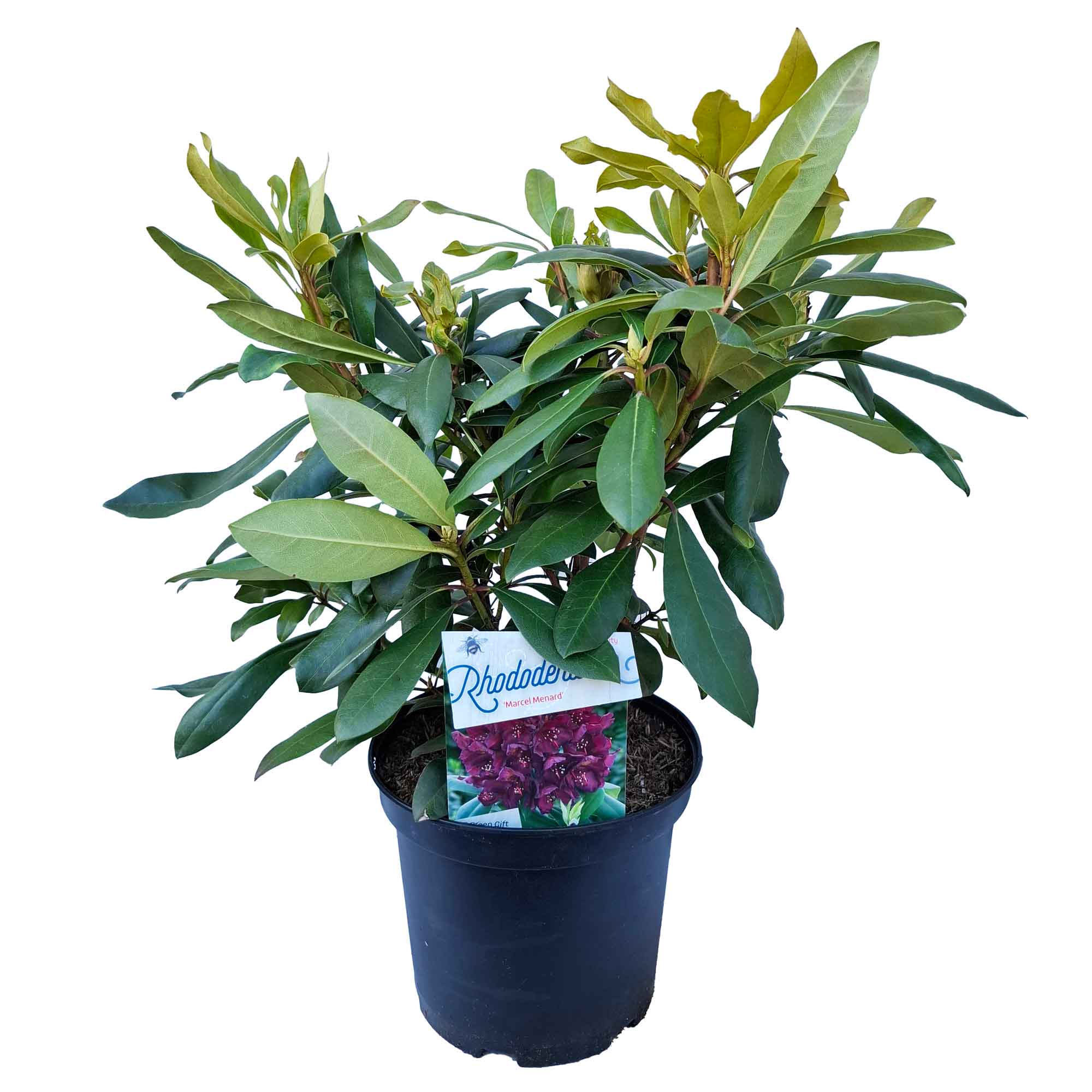 Rhododendron 'Marcel Menard' 30/40 C5