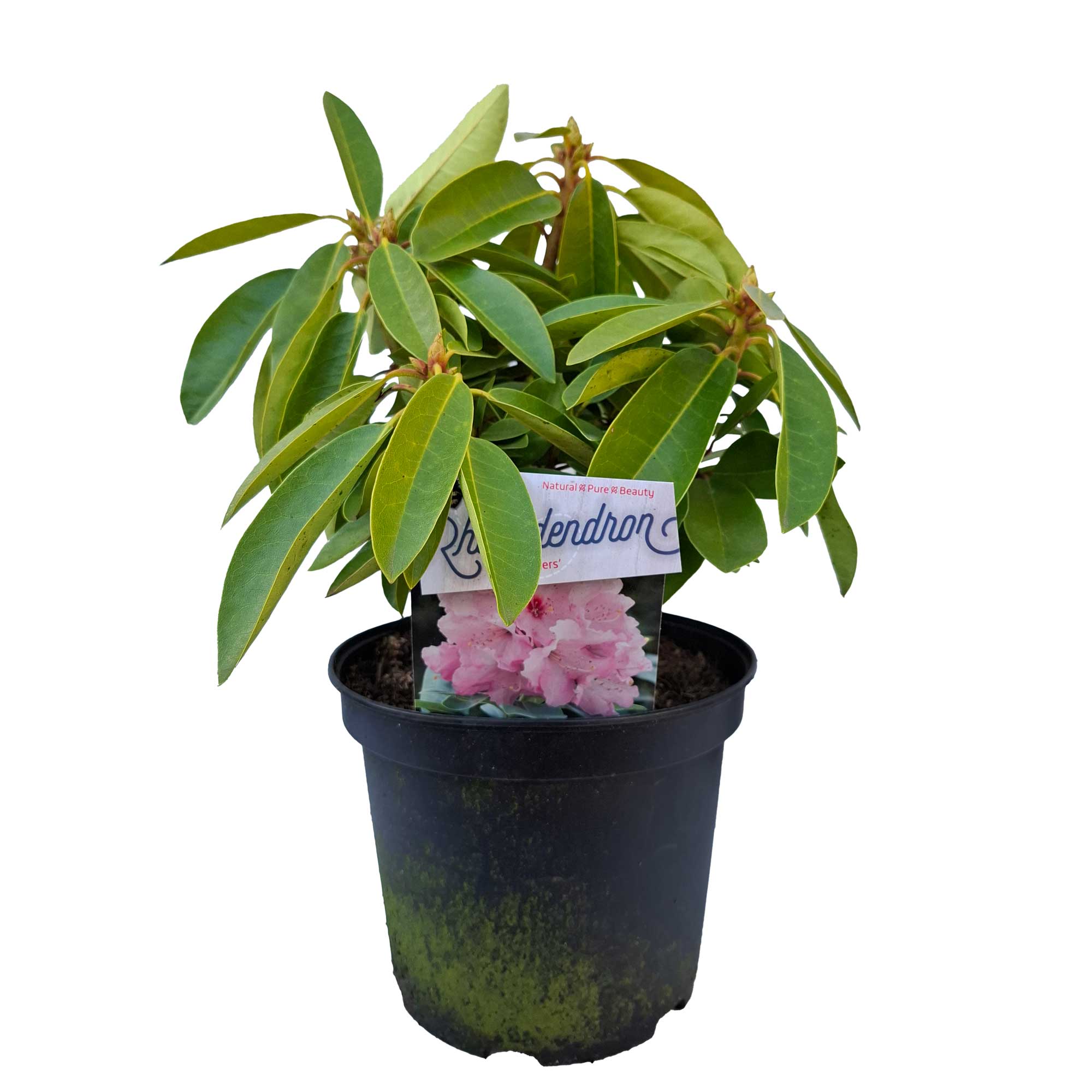 Rhododendron 'Onkel Diners' 30/40 C5
