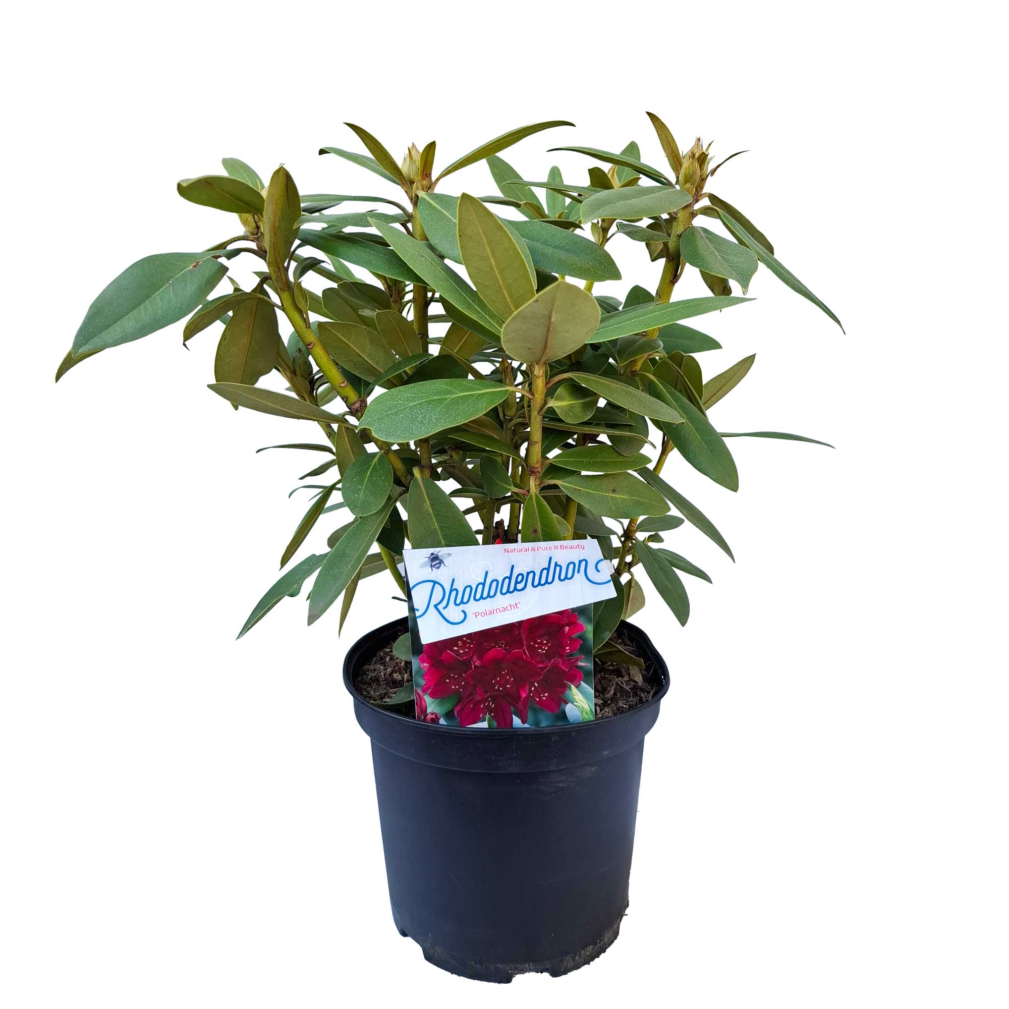 Rhododendron 'Polarnacht' 30/40 C5