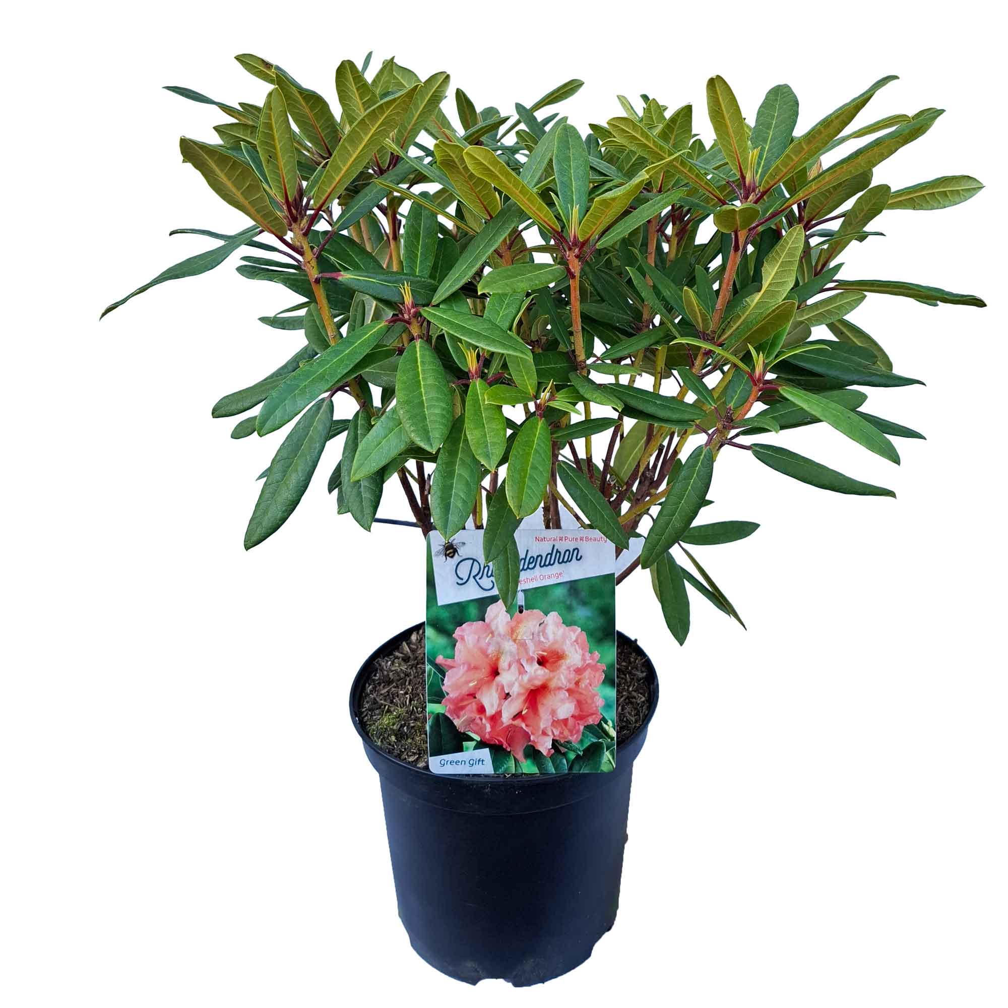 Rhododendron 'Tortoiseshell Orange' 30/40 C5