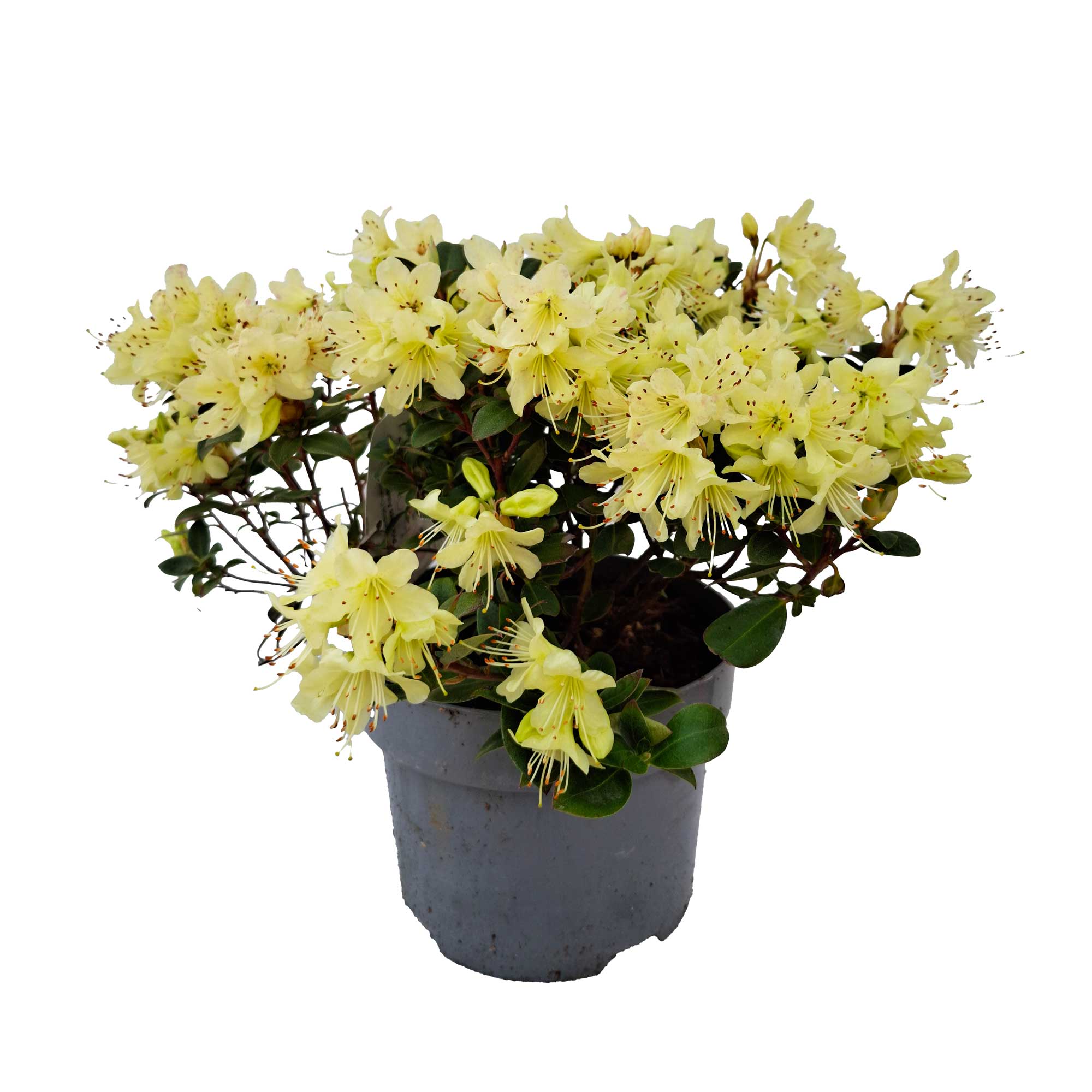 Dwarf Rhododendron Princess Anne 20-25 - C2