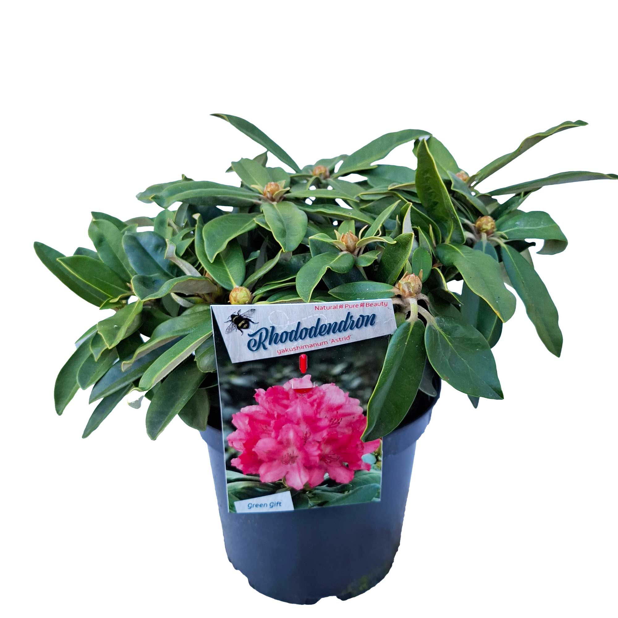 Rhododendron yak. 'Astrid' 30/- C5