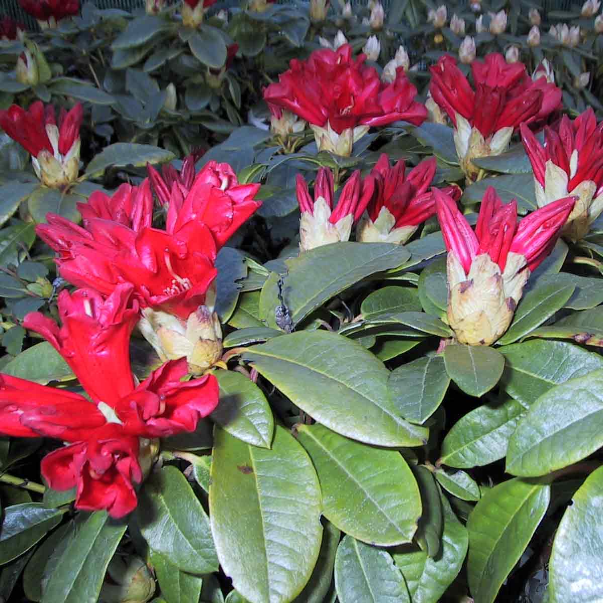 Rhododendron (R) 'Bengal' red 25/30 C3