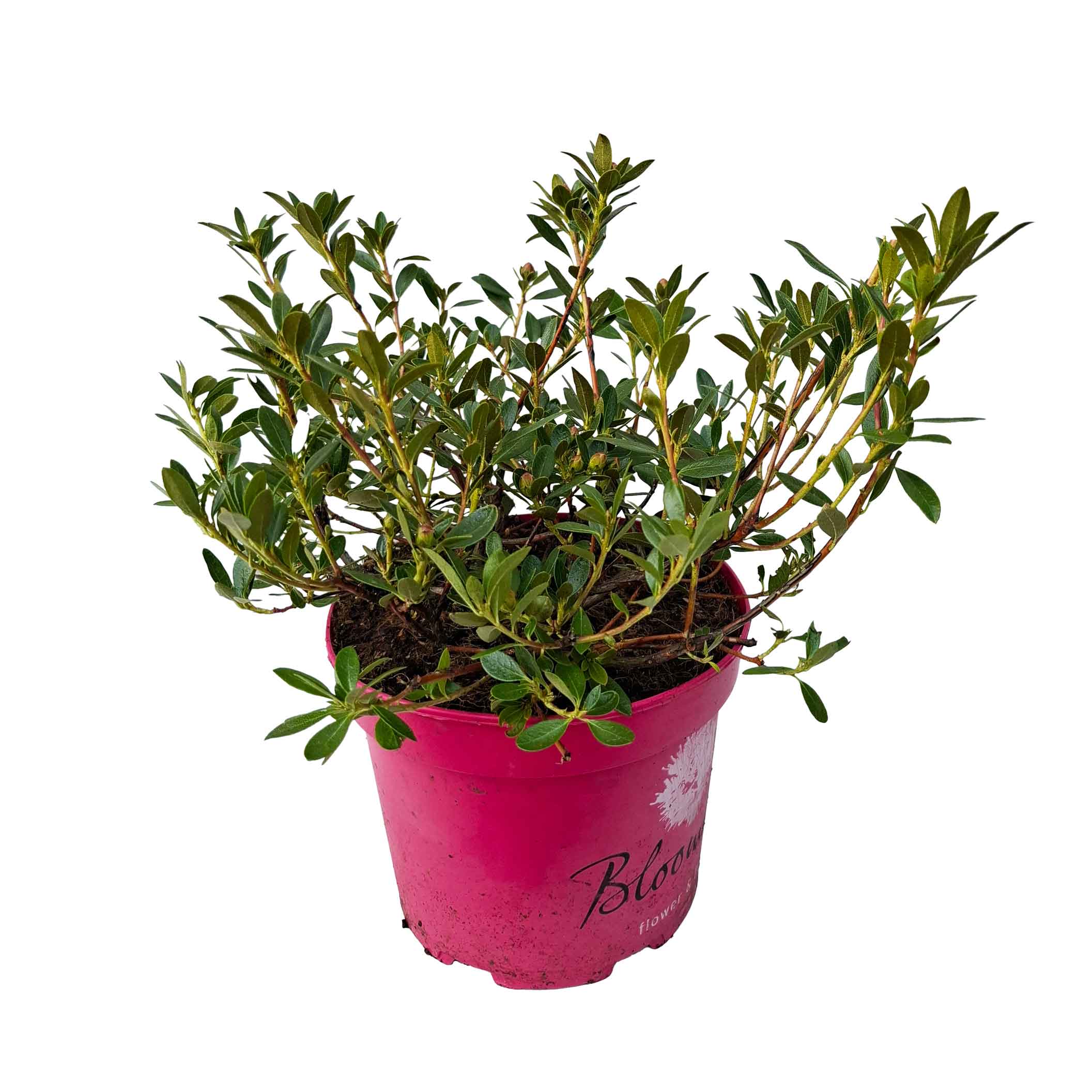 Rhododendron mic. 'Bloombux Magenta' 2L