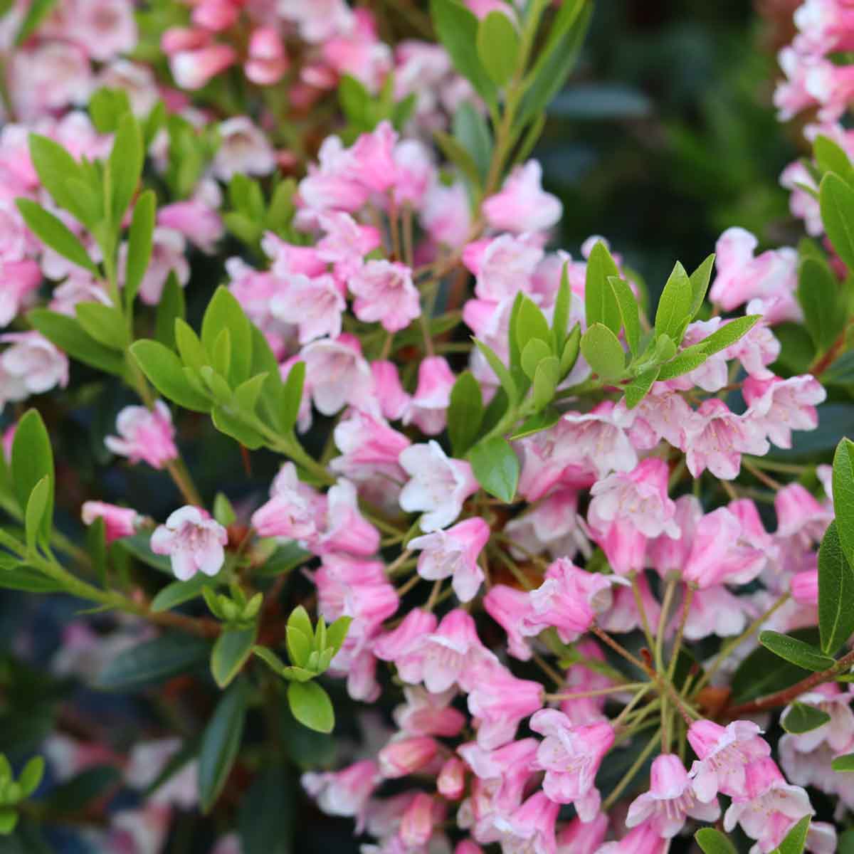Rhododendron mic. 'Bloombux' 2L