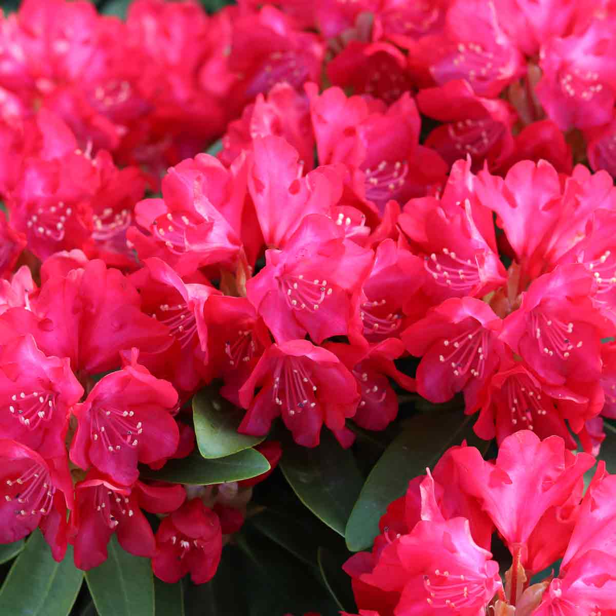 Rhododendron yak. 'Bohlkens Roter Stern' rood 25/30 C5