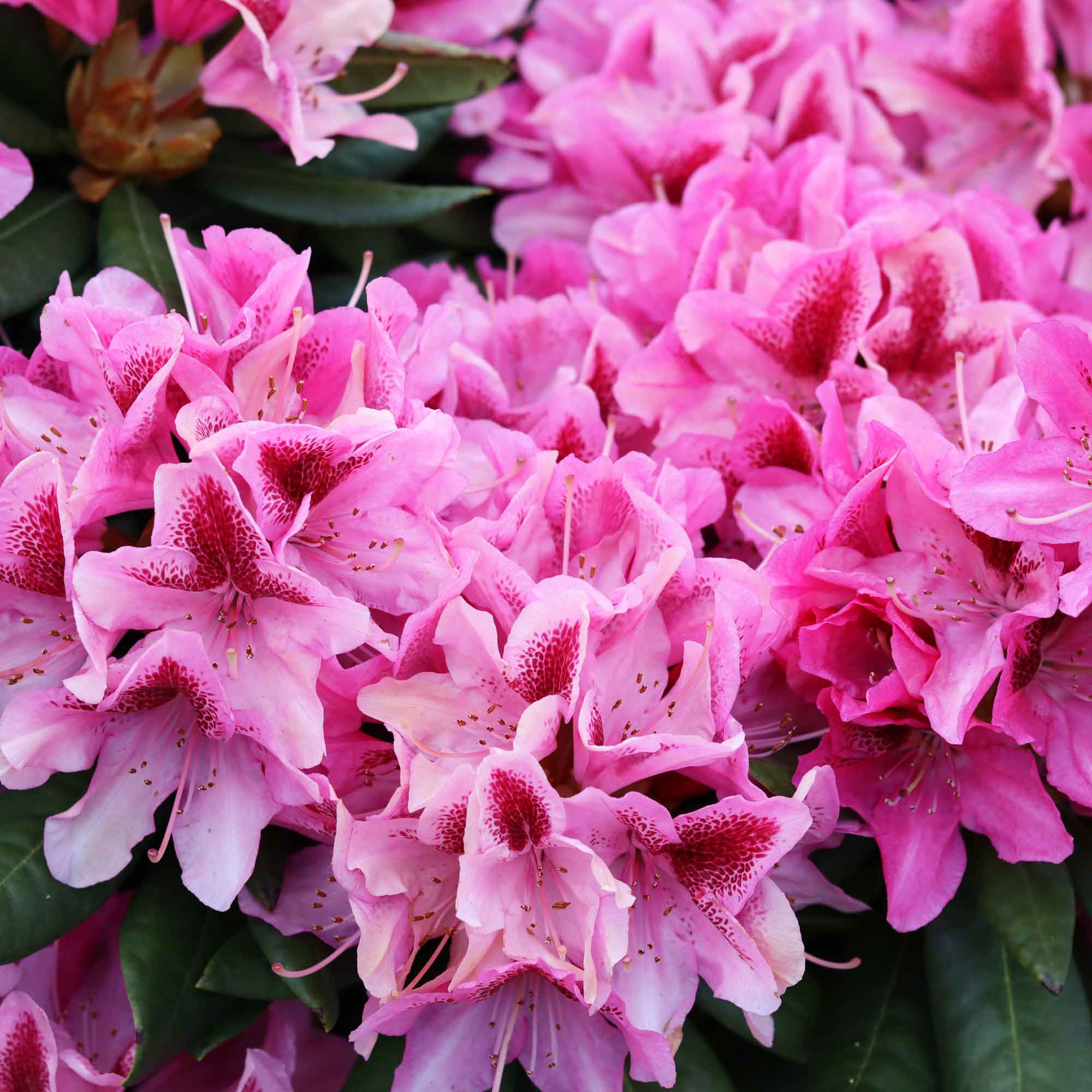 Rhododendron 'Cosmopolitan' 30/40 C5